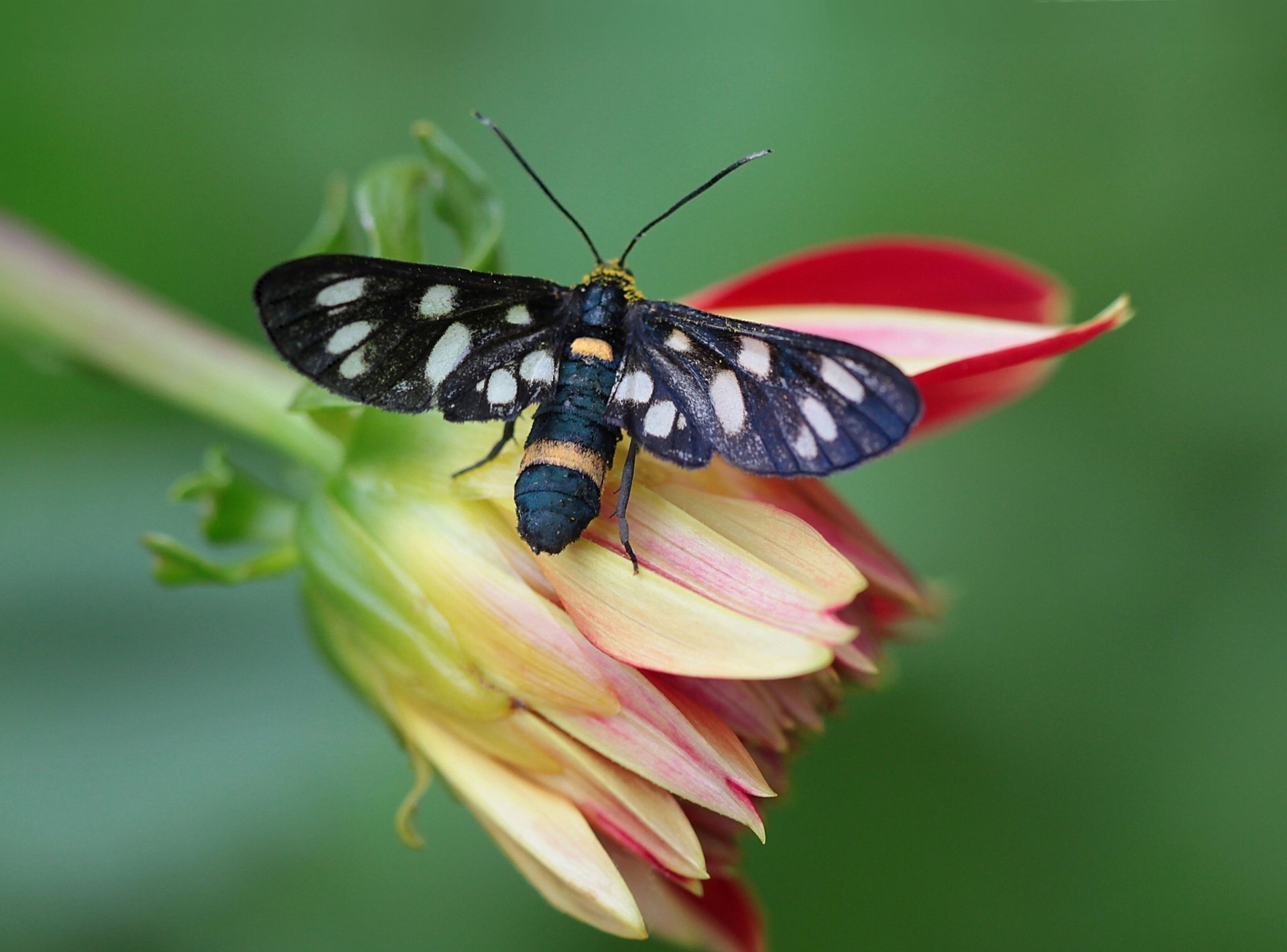 mariposa flor dalia macro