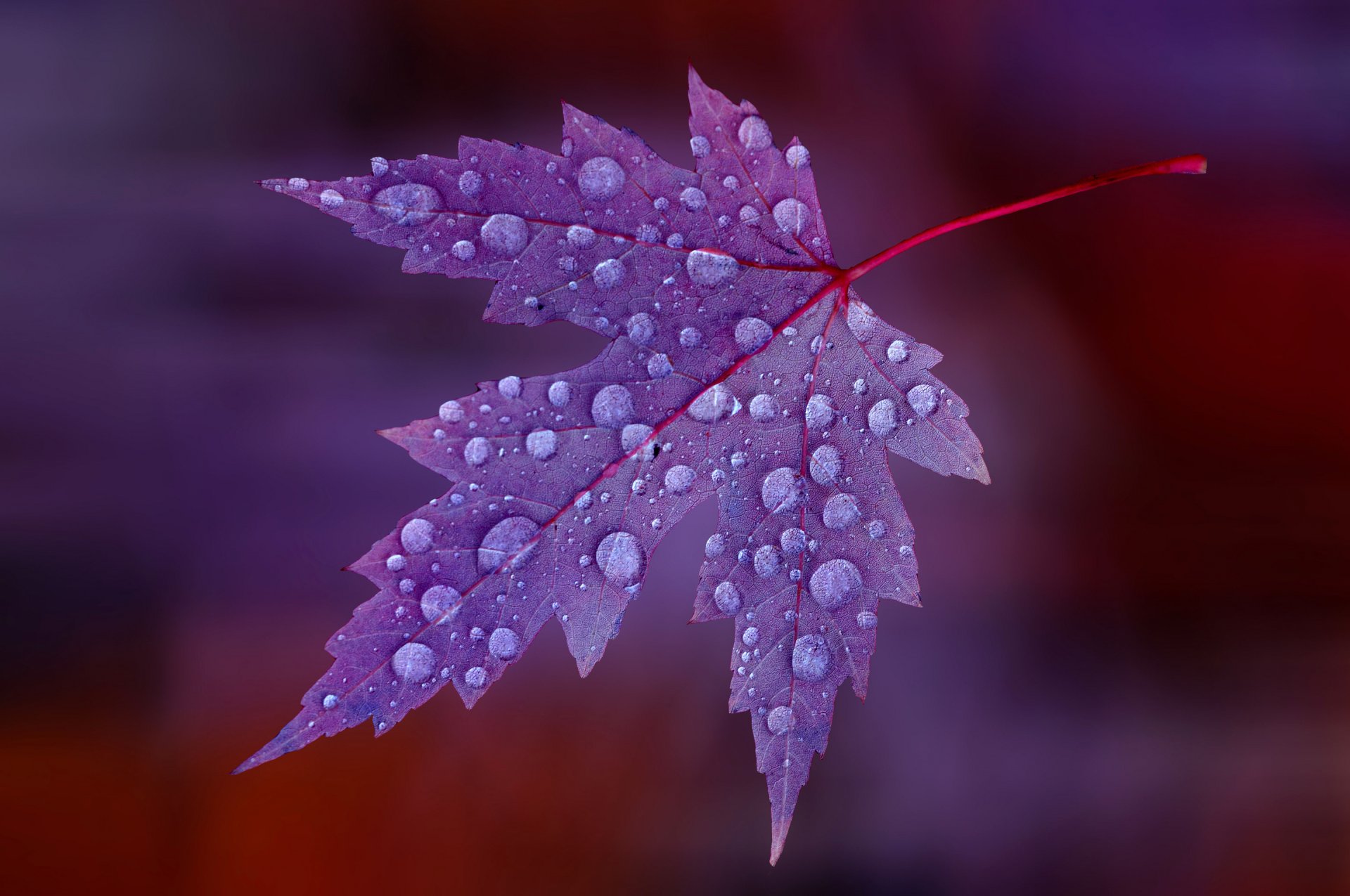 feuille érable gouttes rosée eau couleur