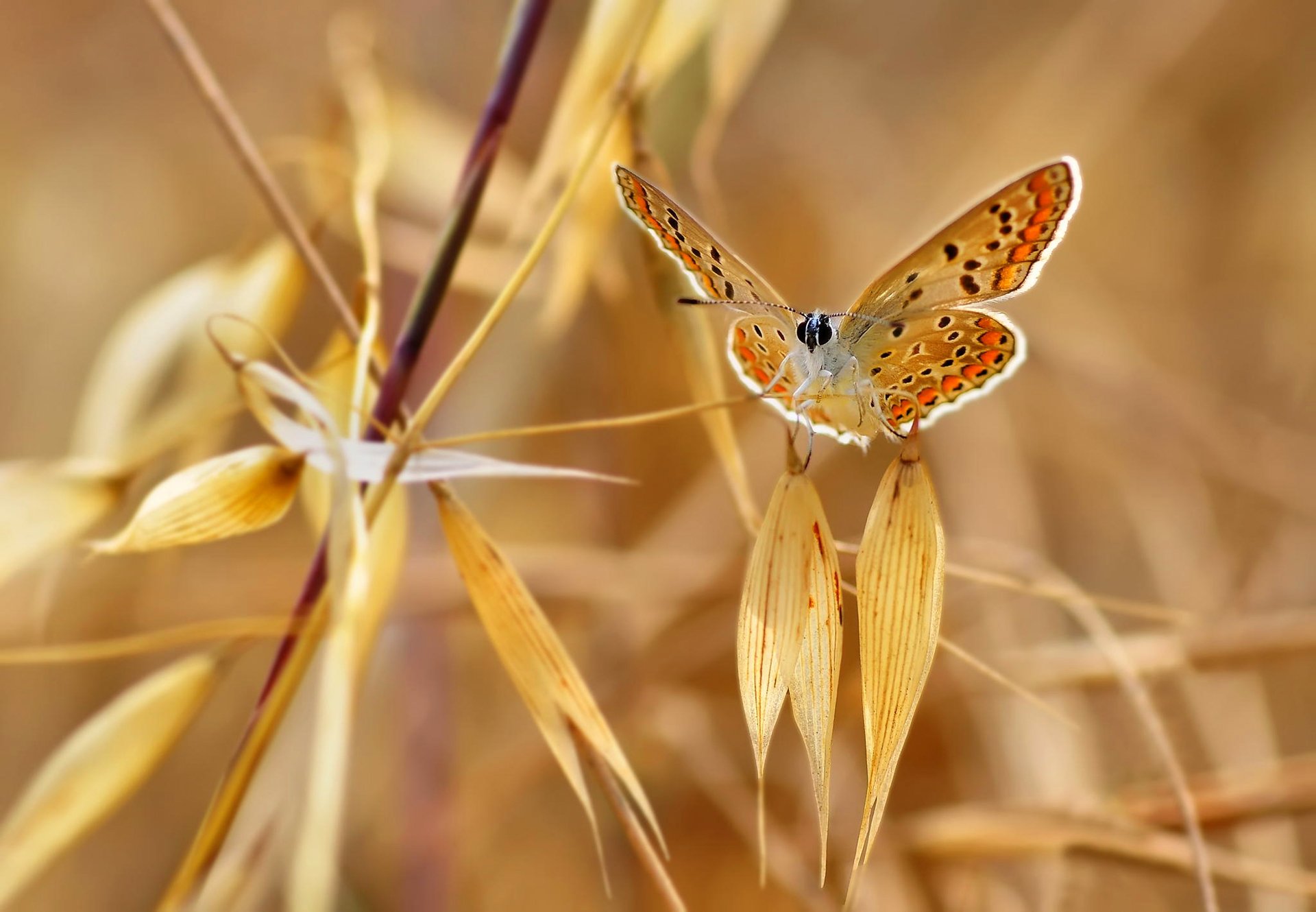 natura motyl roślina liście jesień ćma