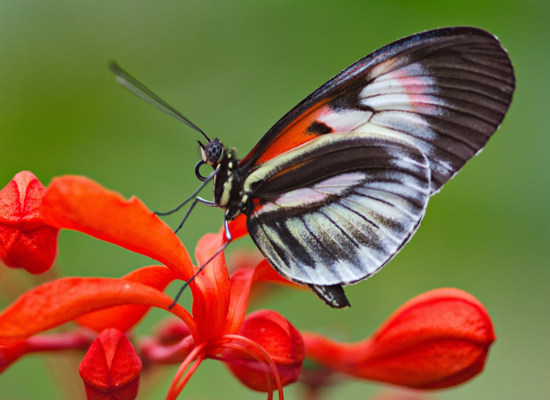 butterfly wings flower moth insect plant