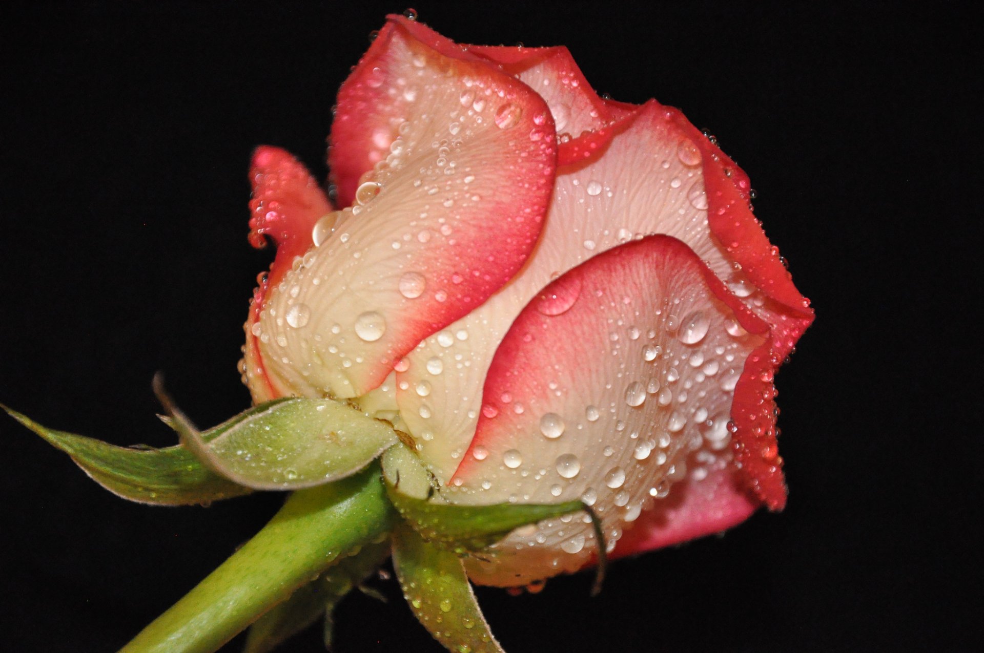 flower rose bud petals drops rosa water