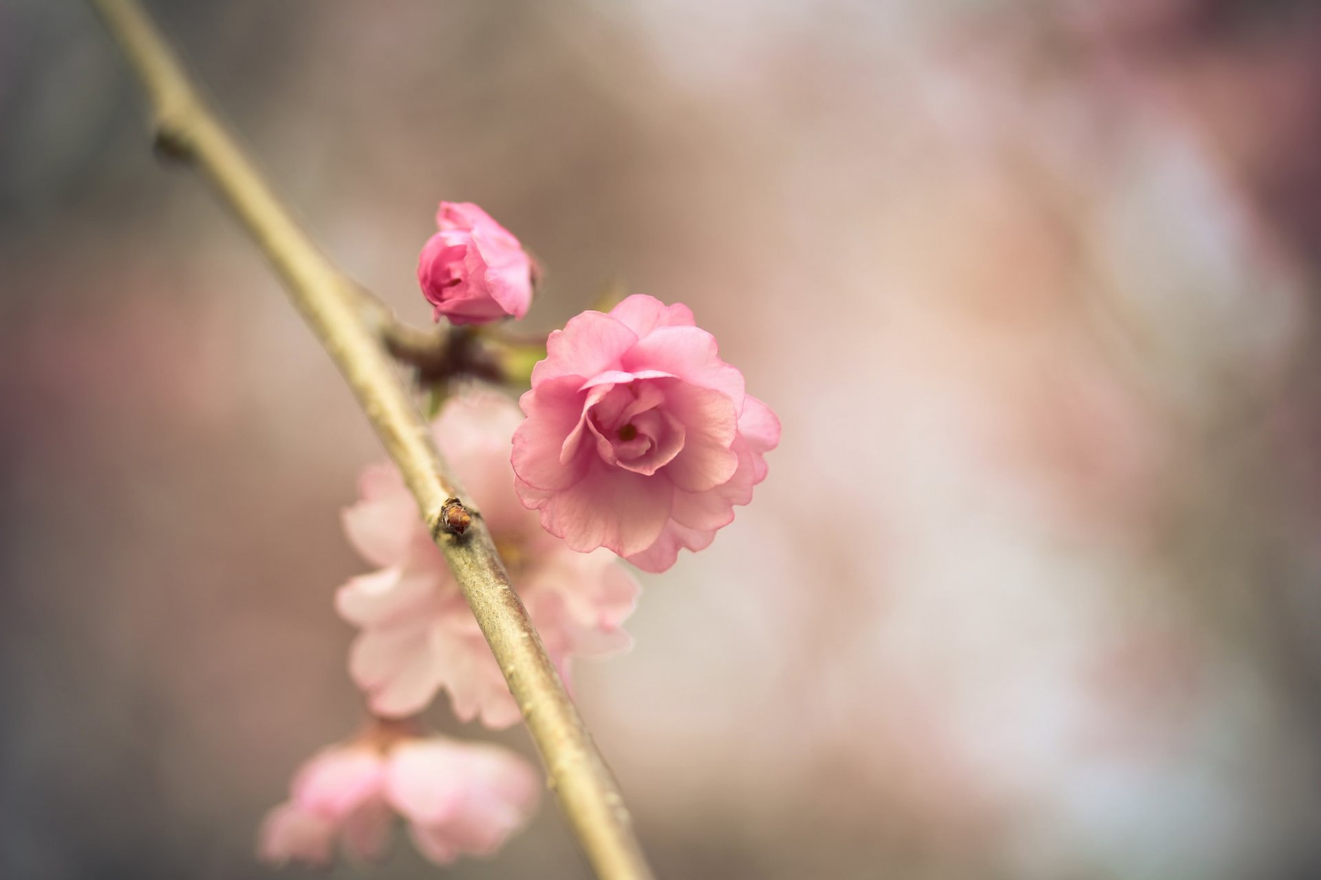 sakura fleur rose branche printemps bokeh gros plan