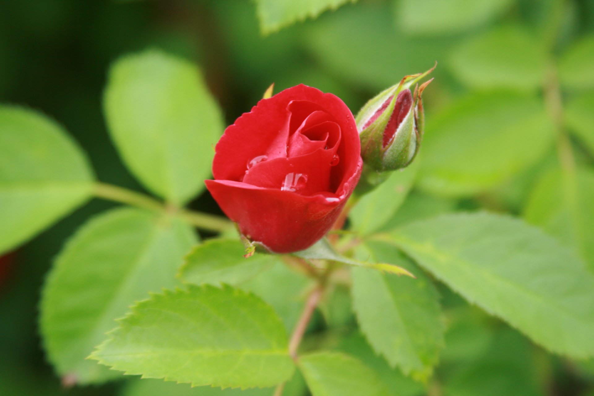 fond papier peint macro fleur fleurs rose bourgeon jardin été plante