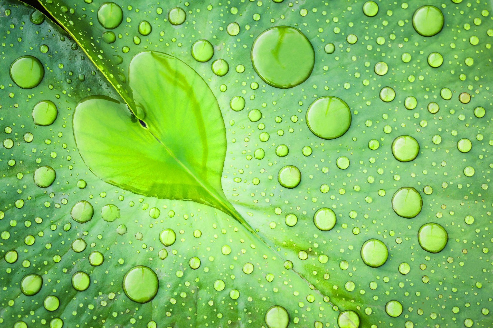 hoja verde gotas agua macro