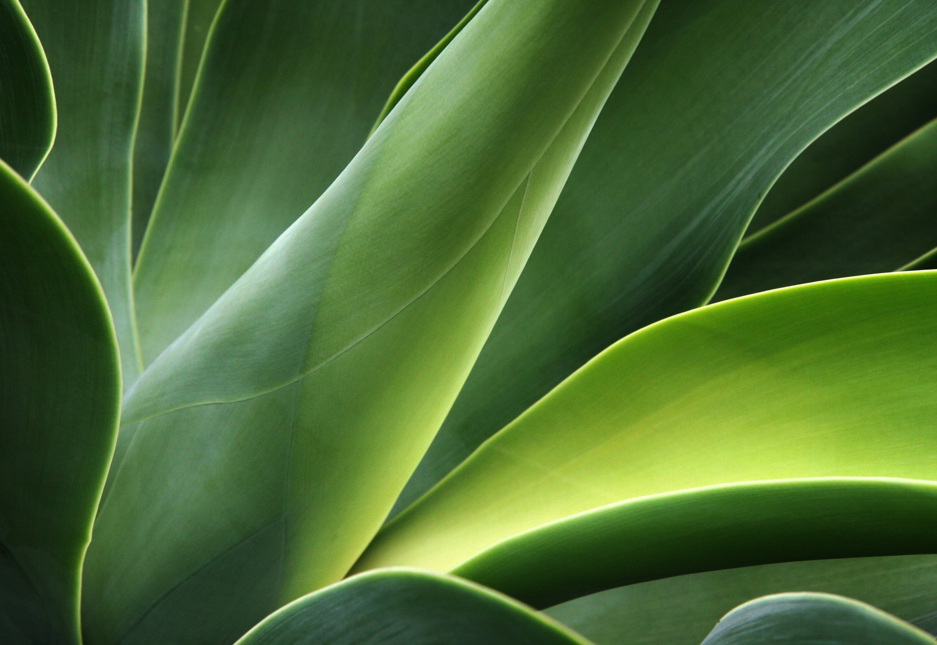 leaves plant bends stems green