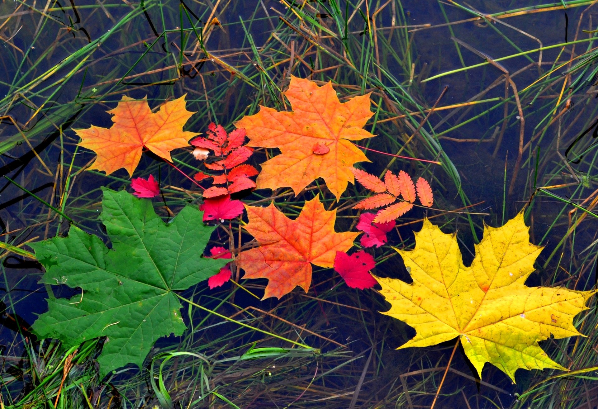 leaves maple autumn flowers water