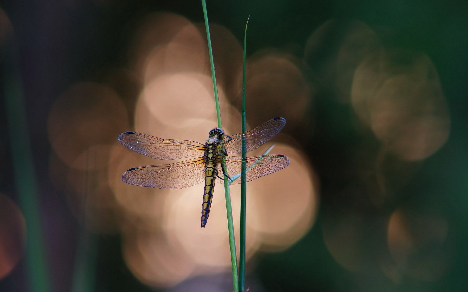 grass blades of grass dragonfly glare background