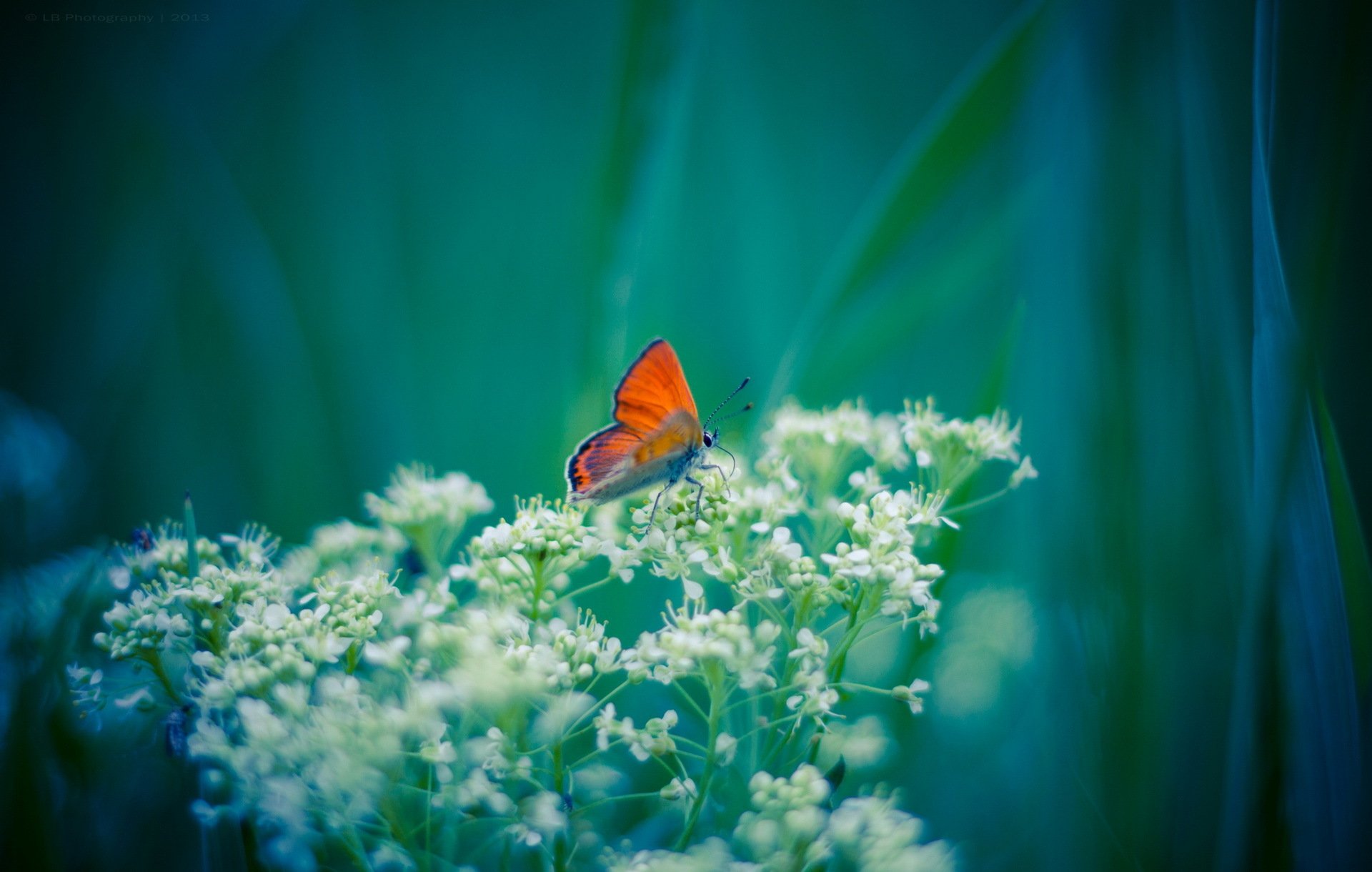 plant flower white butterfly orange background