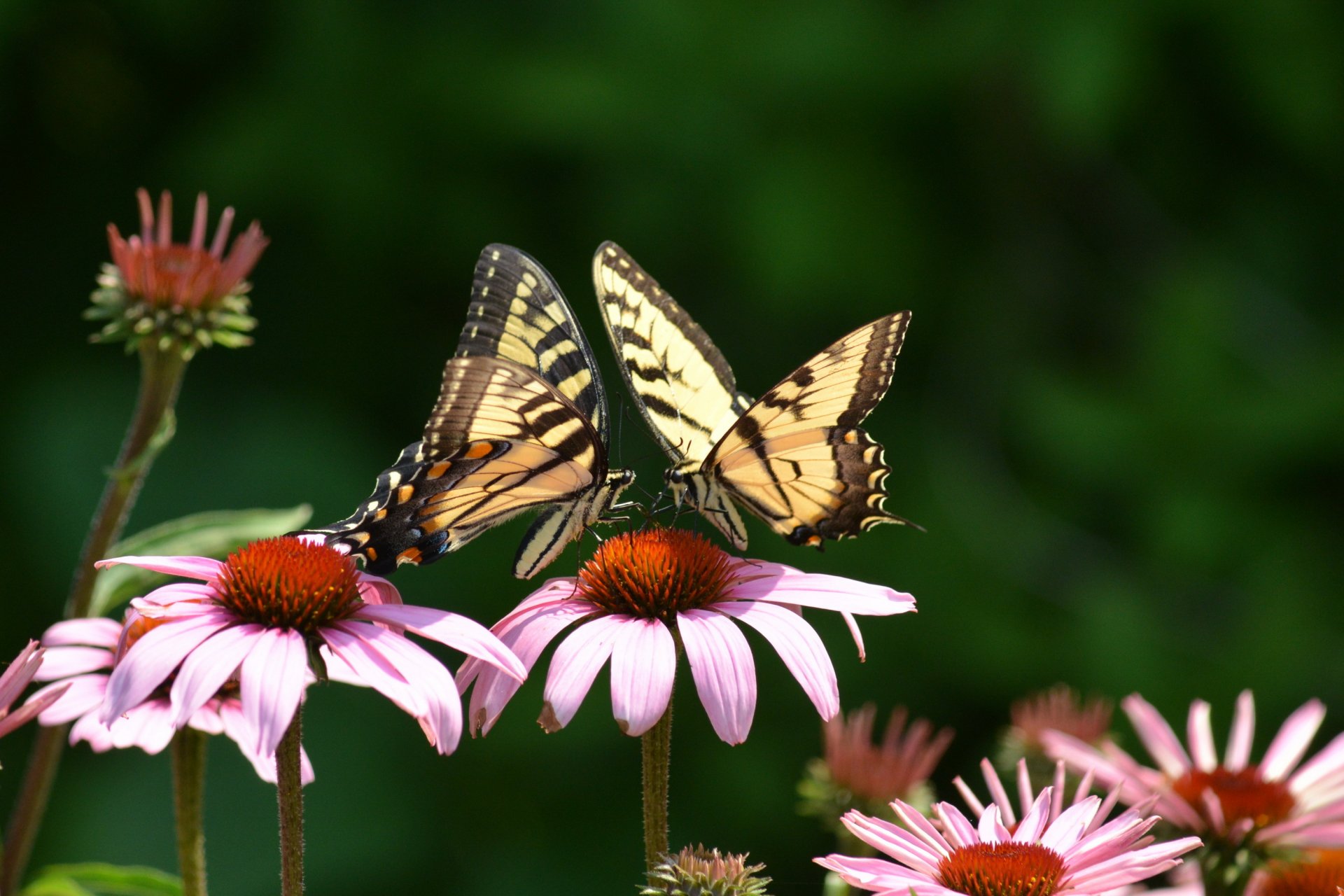 flores rosa equinácea mariposas dos swallowtail