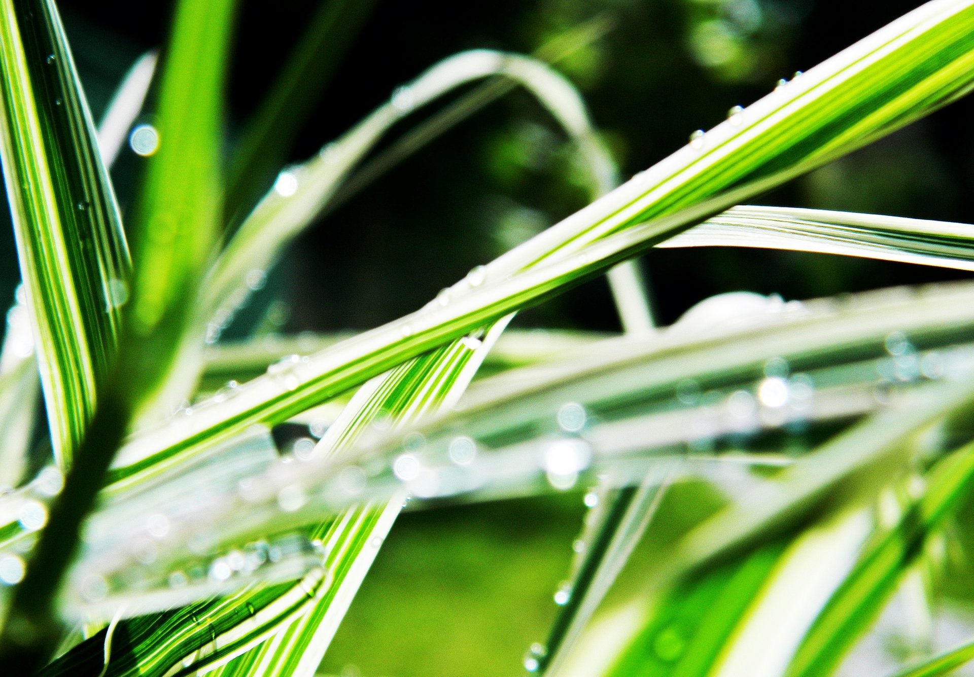 gras lineare blätter wasser tropfen tau unschärfe