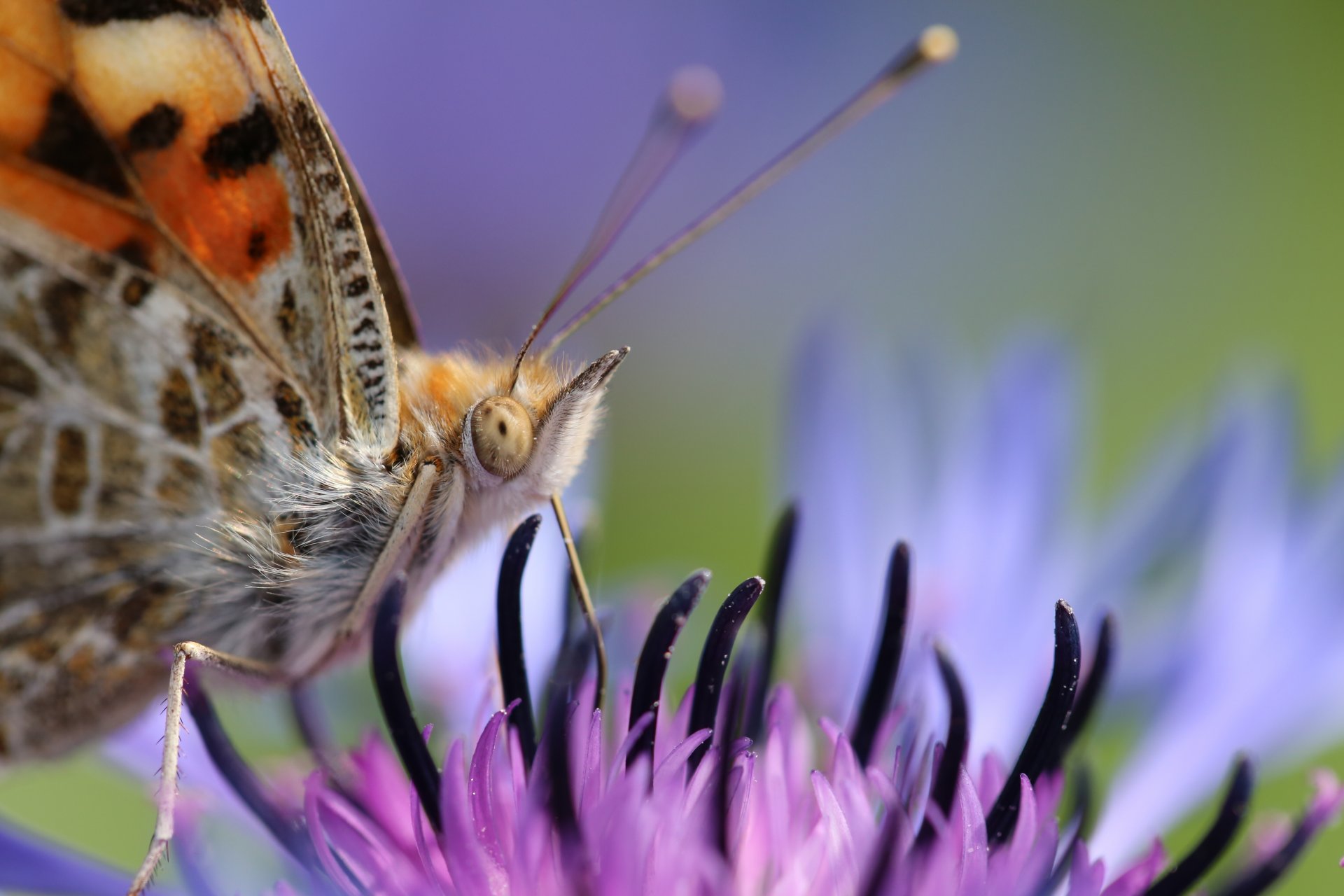 blume schmetterling makro hintergrund unschärfe