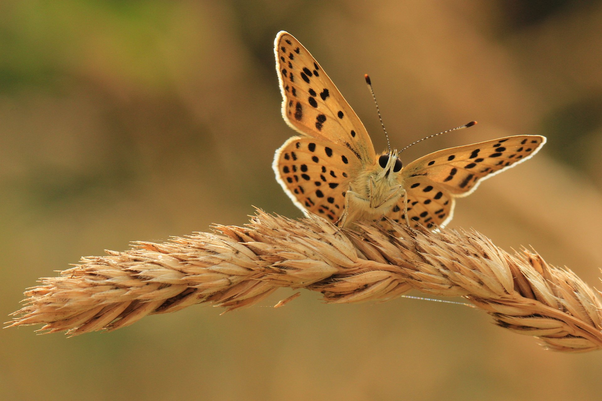 ohr schmetterling hintergrund