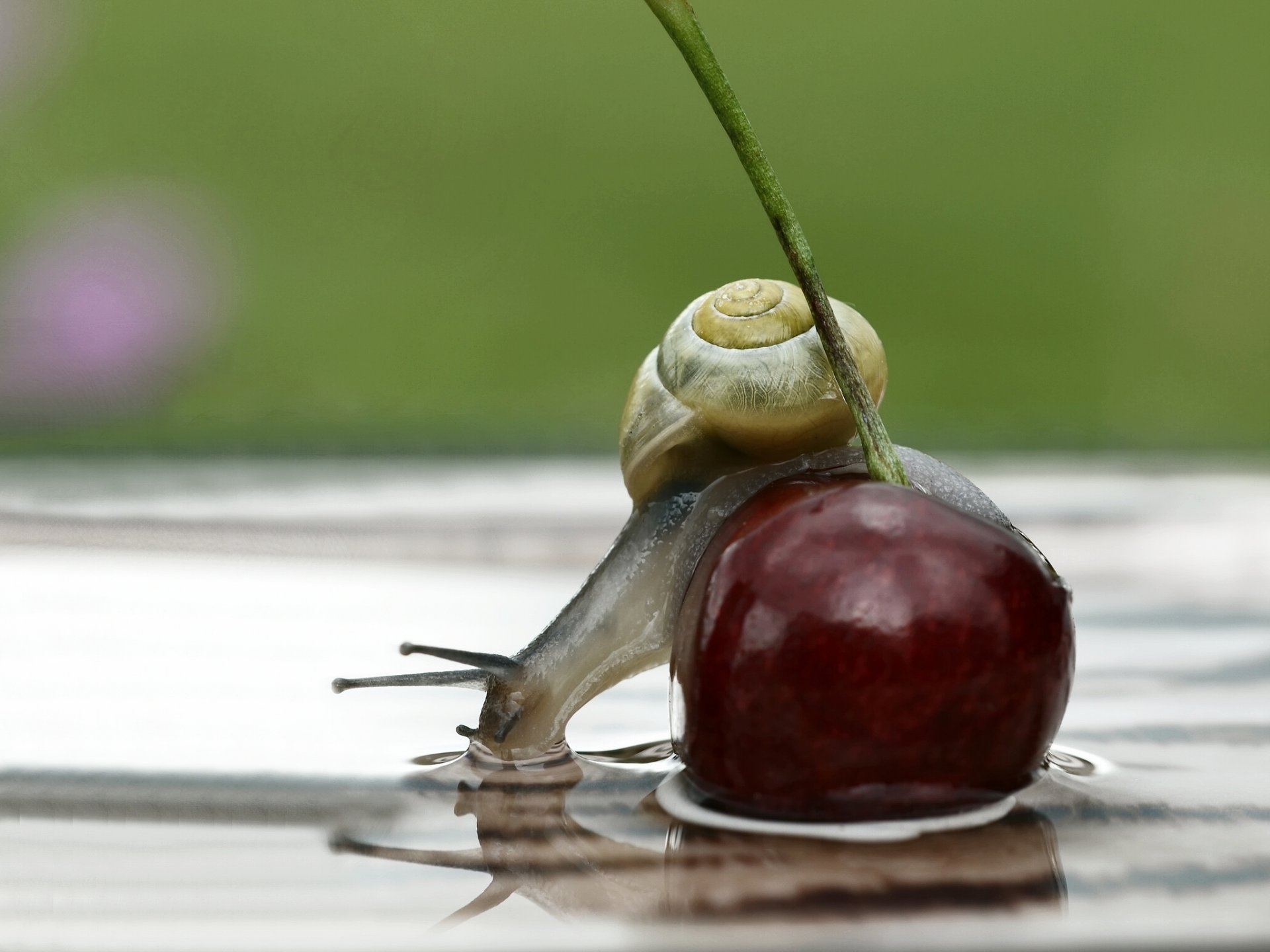 baie cerise escargot eau réflexion gros plan