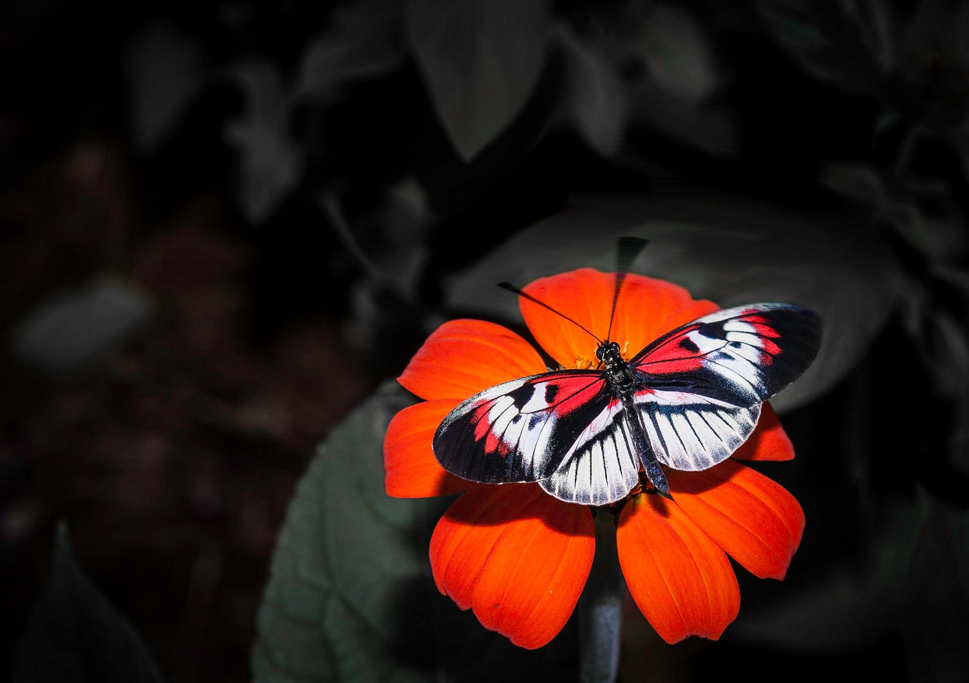 flower petals butterfly insect wing