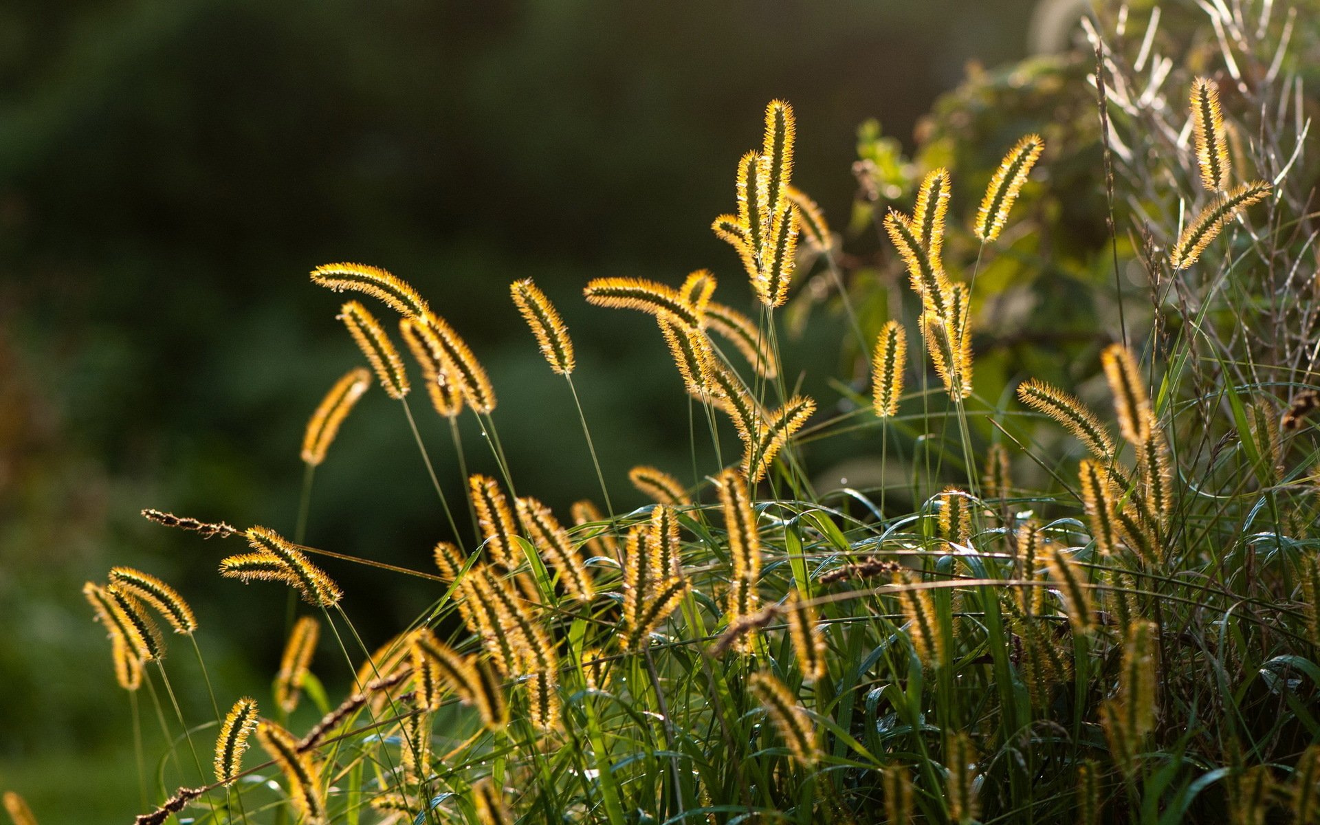 gras makro natur sommer