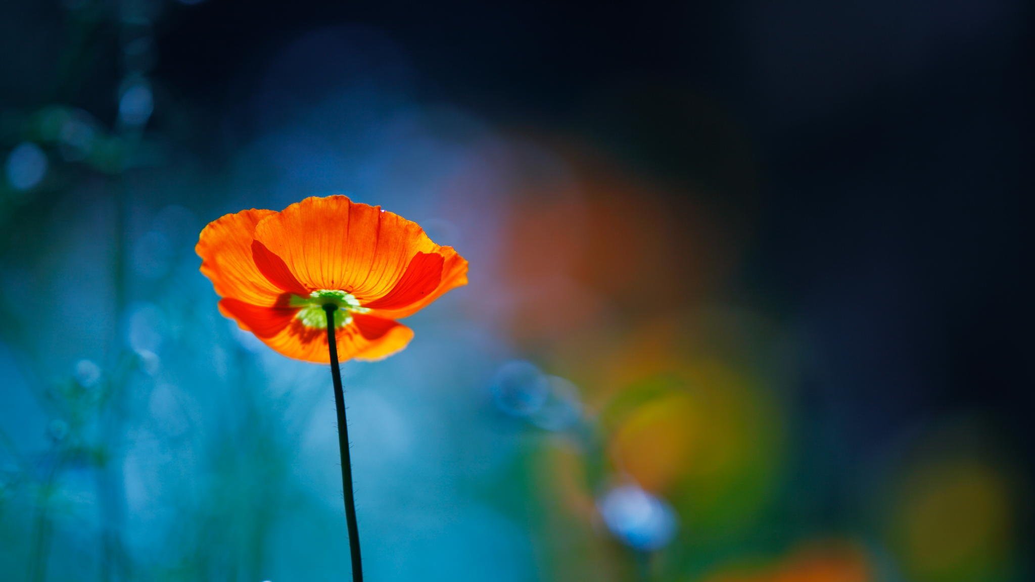 fleur coquelicot rouge mise au point flou gros plan