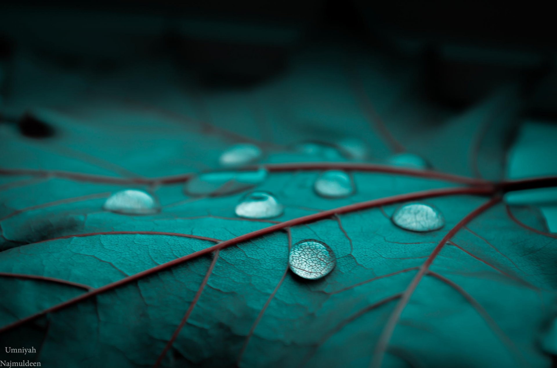 foglia verde rugiada gocce macro