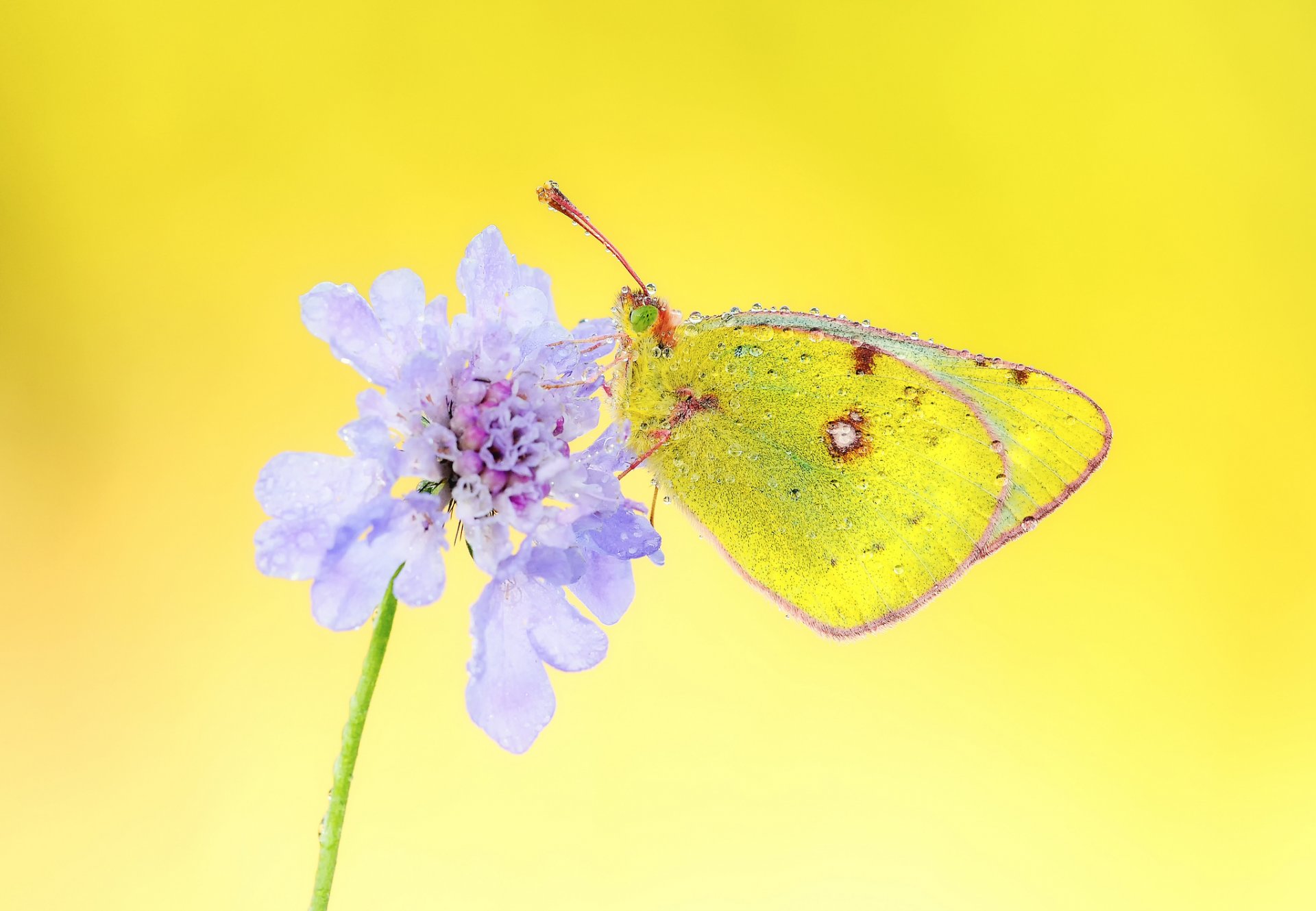 kwiat liliowy motyl kropelki wody rosa tło