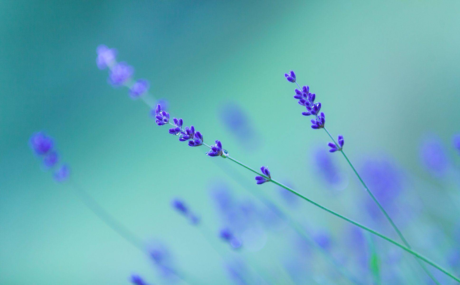 pianta fiore lavanda natura