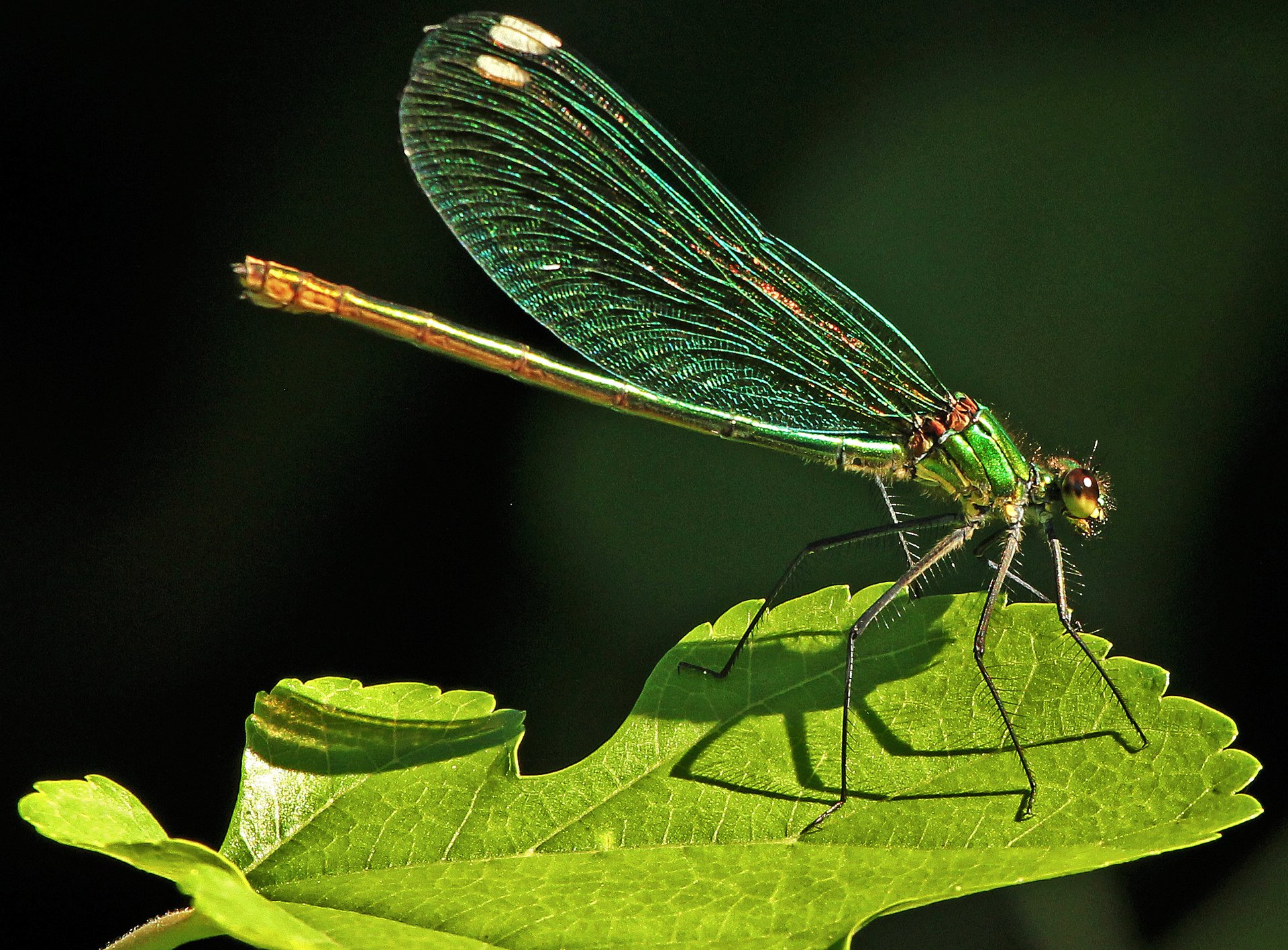 libellula insetto foglia natura