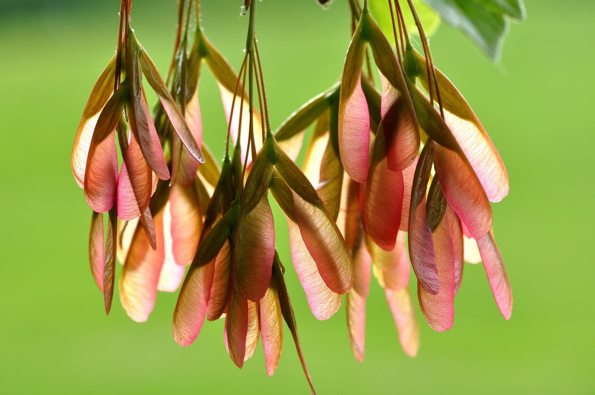 érable floraison graines fond