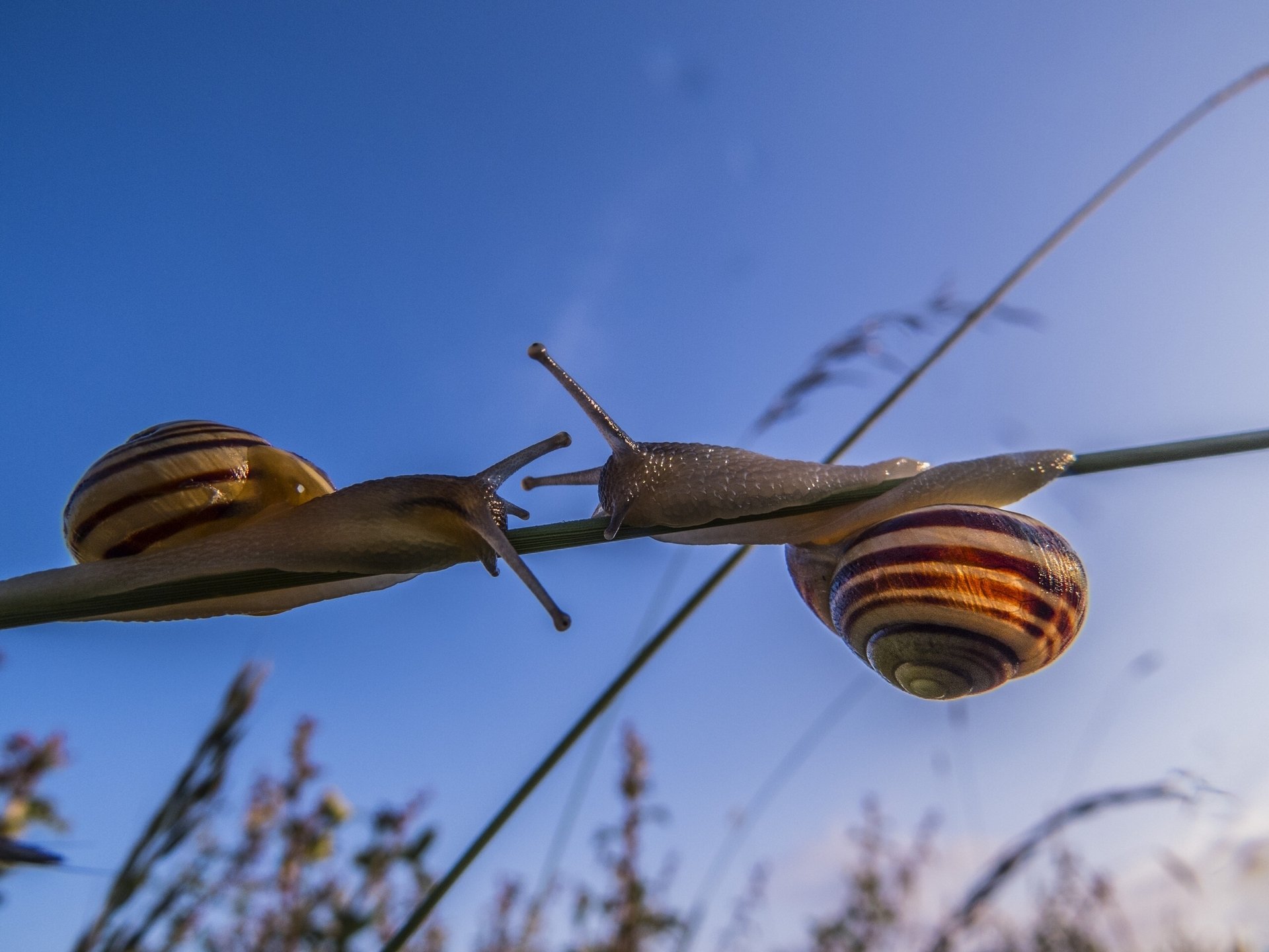 schnecken makro grashalm annäherung