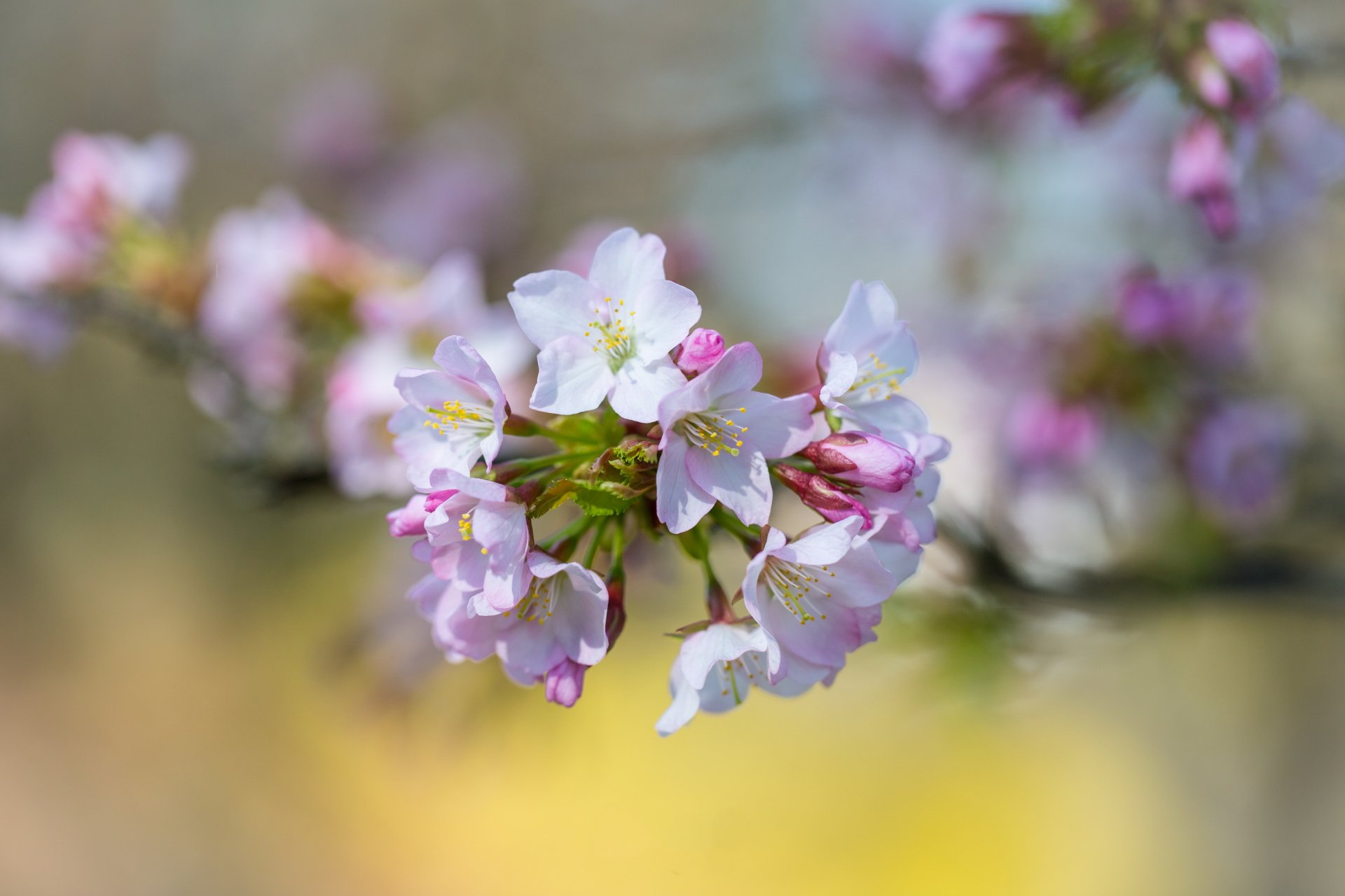 branch flower cherry spring