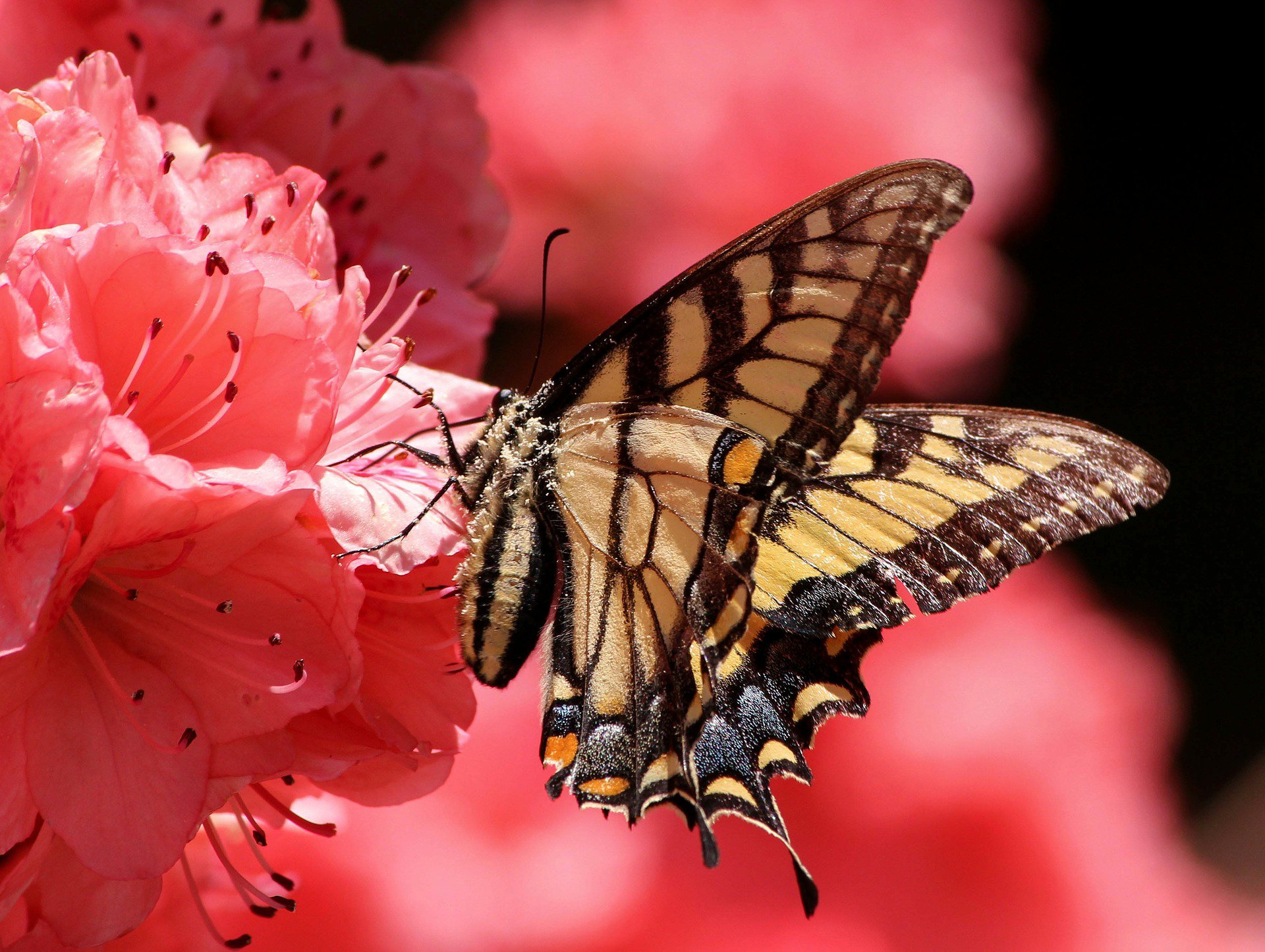 flower butterfly petals moth insect