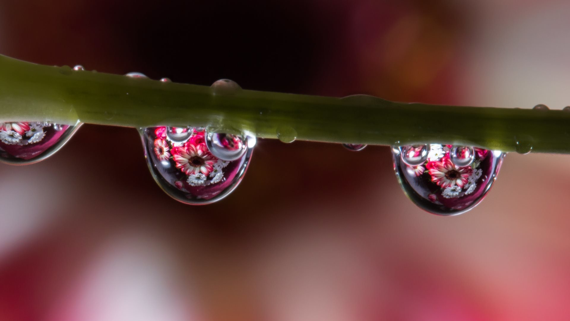 agua gotas tallo reflexión macro flores