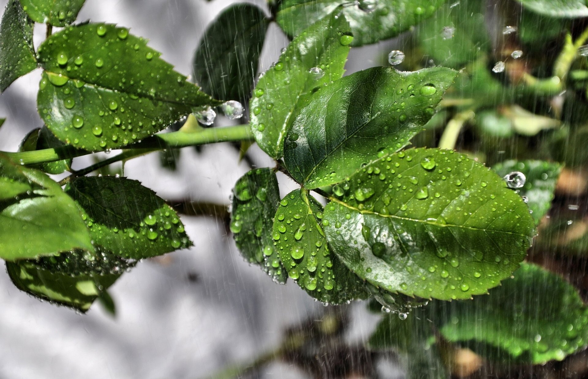 leaves rain drops close up