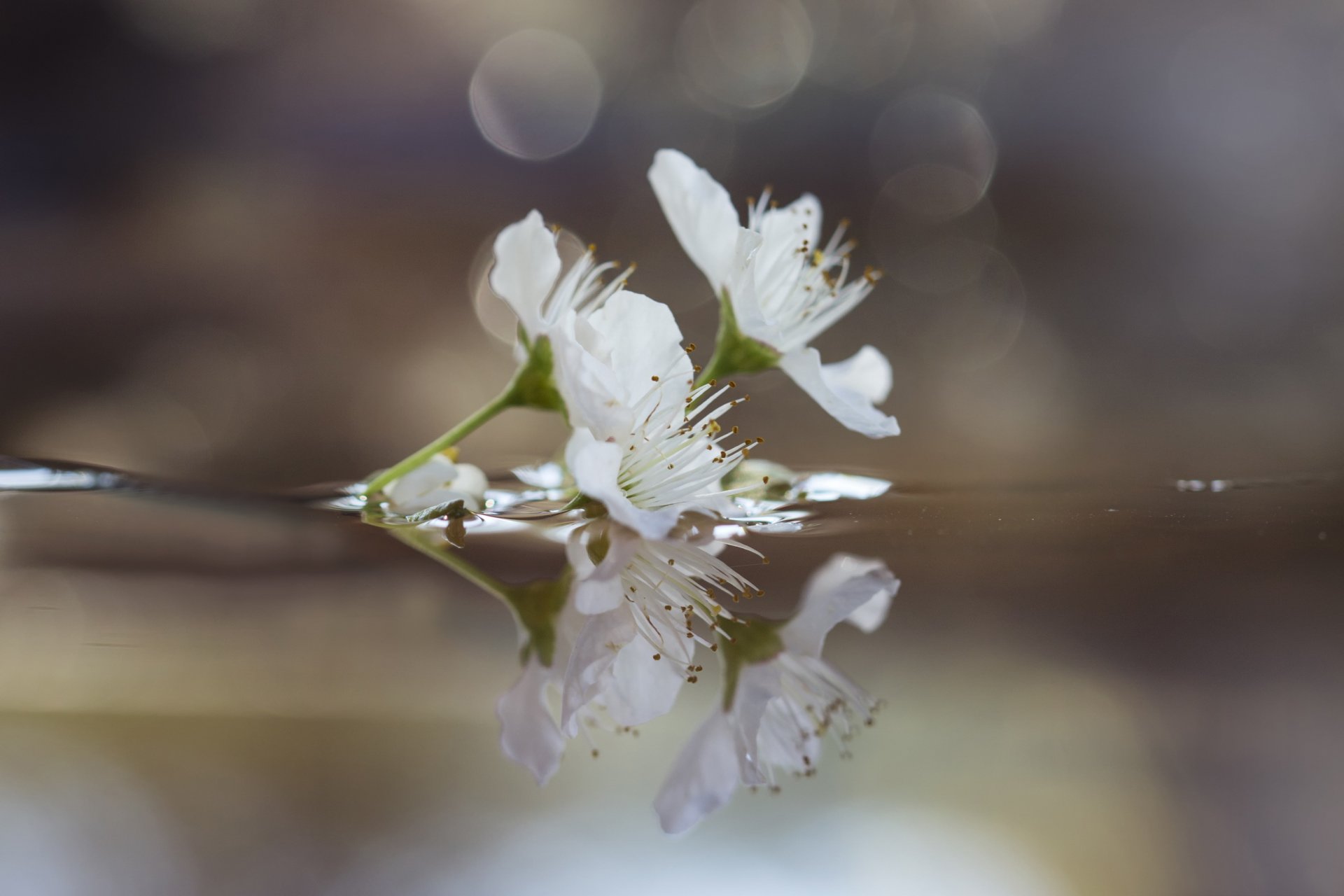 branche fleurs prune eau réflexion