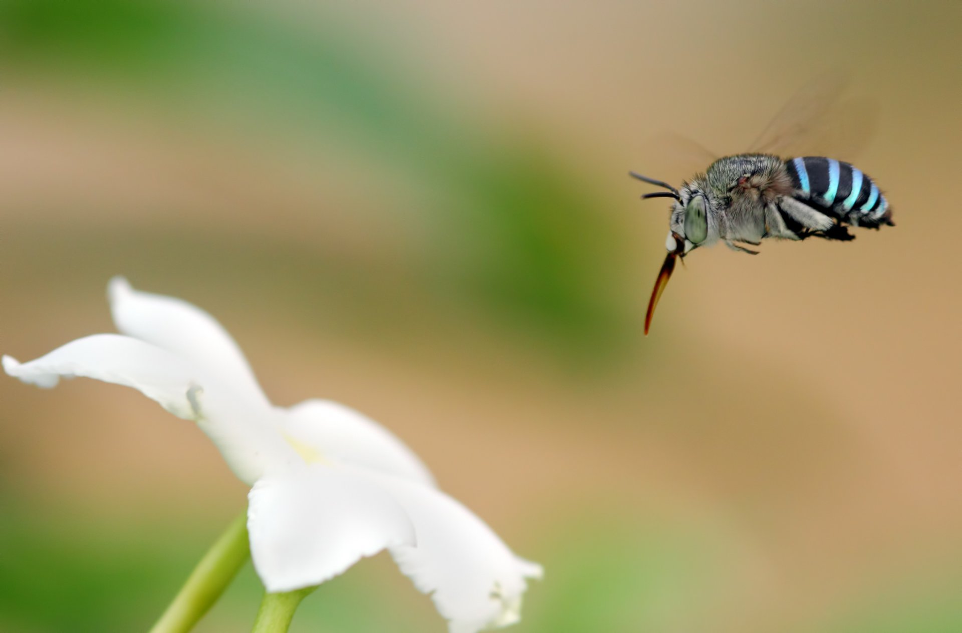 blume weiß insekt hintergrund