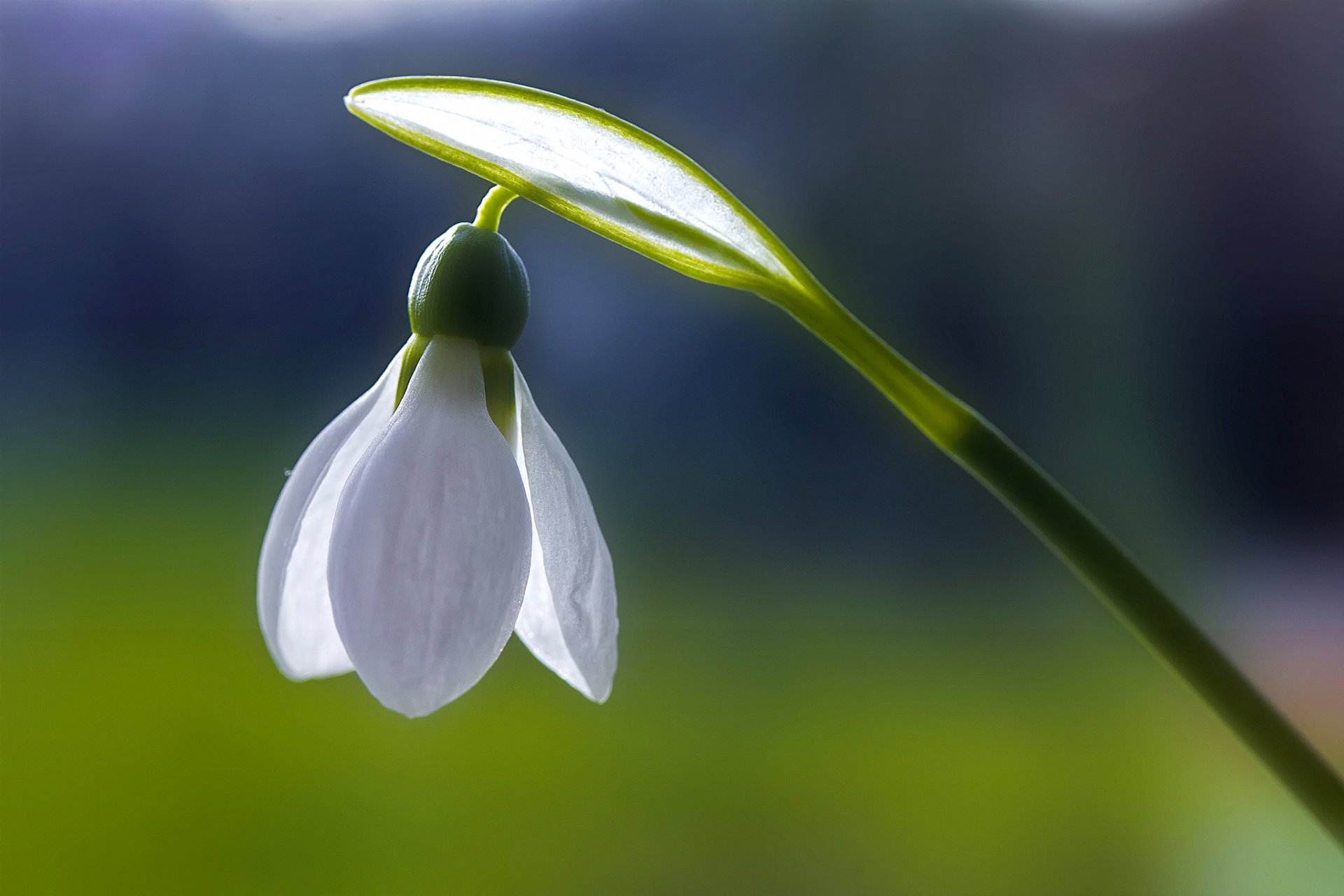 nowdrop flower white purity freshness spring blue macro on monday the first snowdrop frank fullard