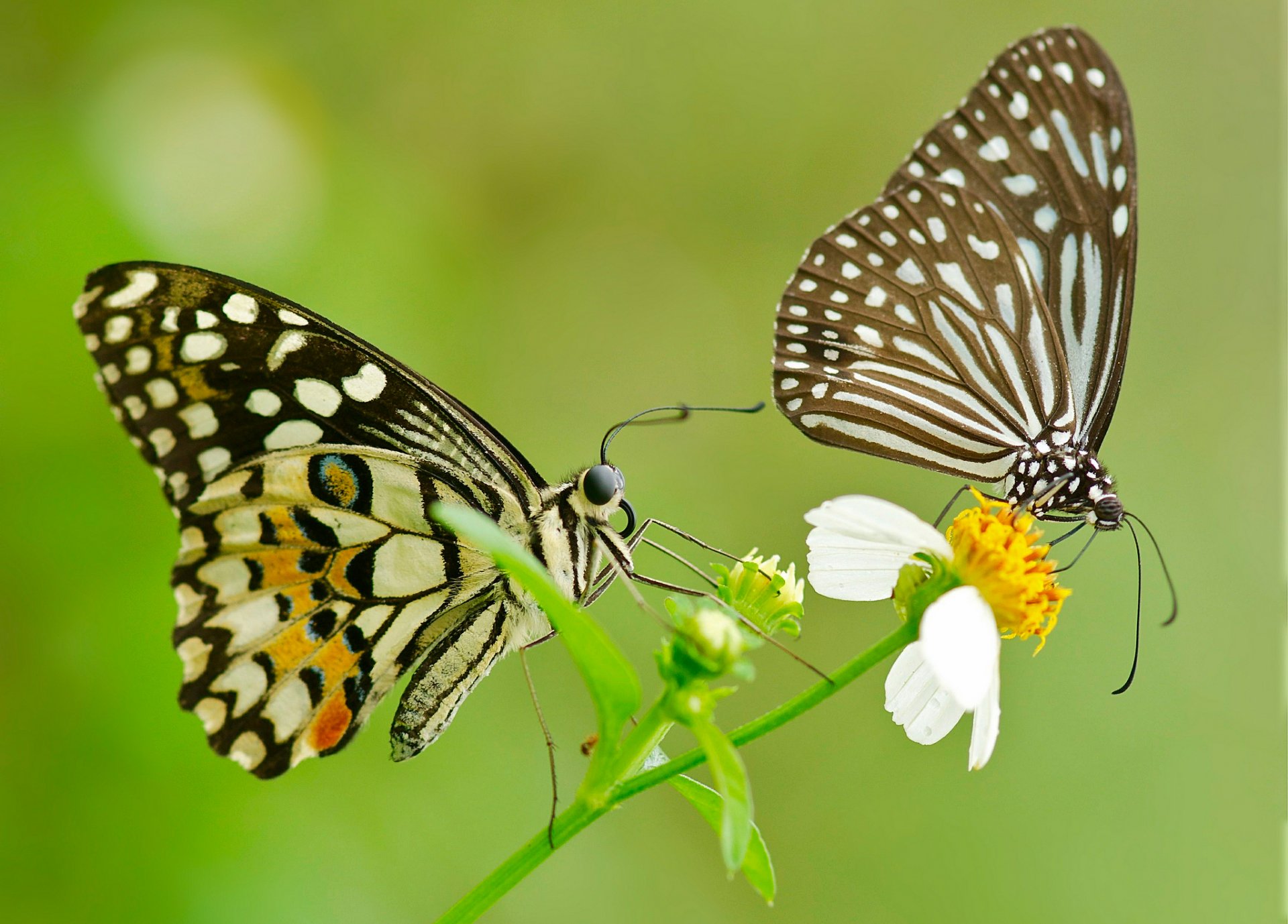 papillon papillon de nuit couple fleur ailes modèle