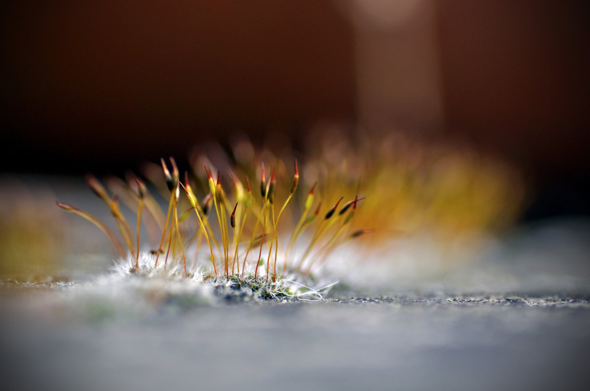 plant moss bokeh