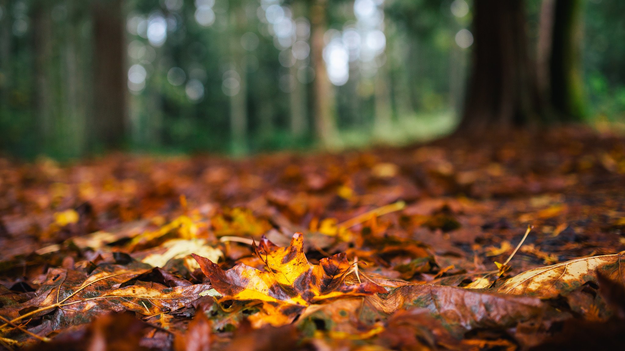 laub braun gelb wald bäume herbst natur makro