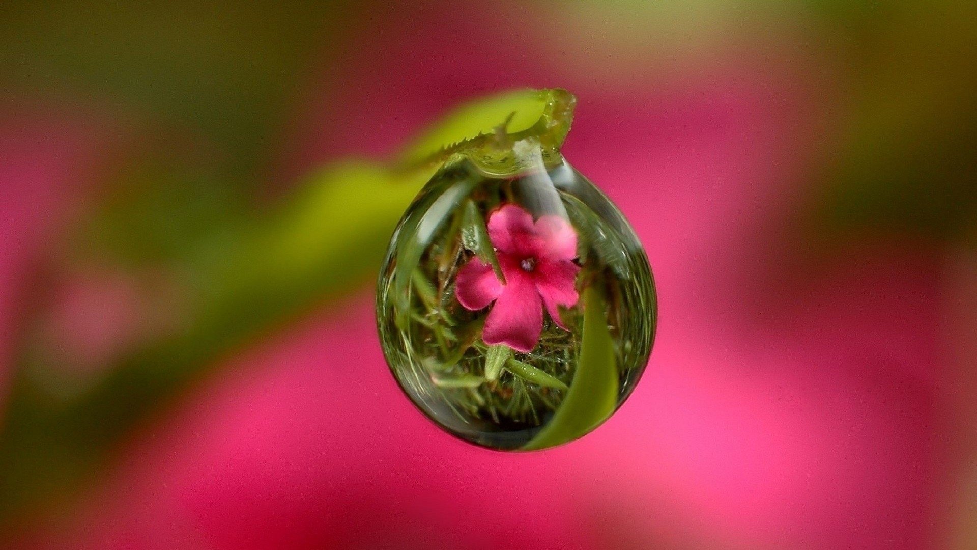 water drops rosa the stem piece nature grass reflection a lens mirror