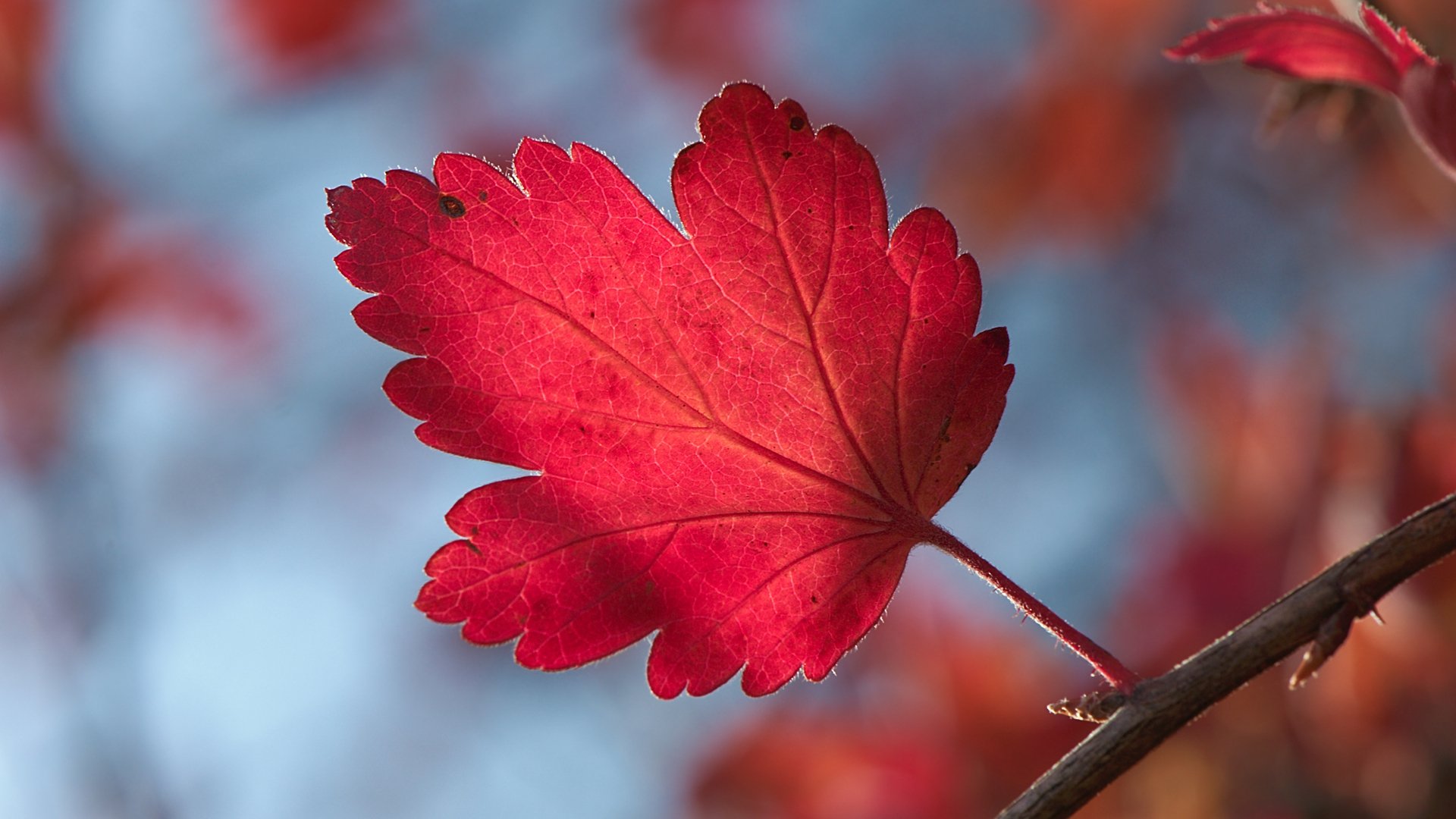 hoja rojo otoño macro