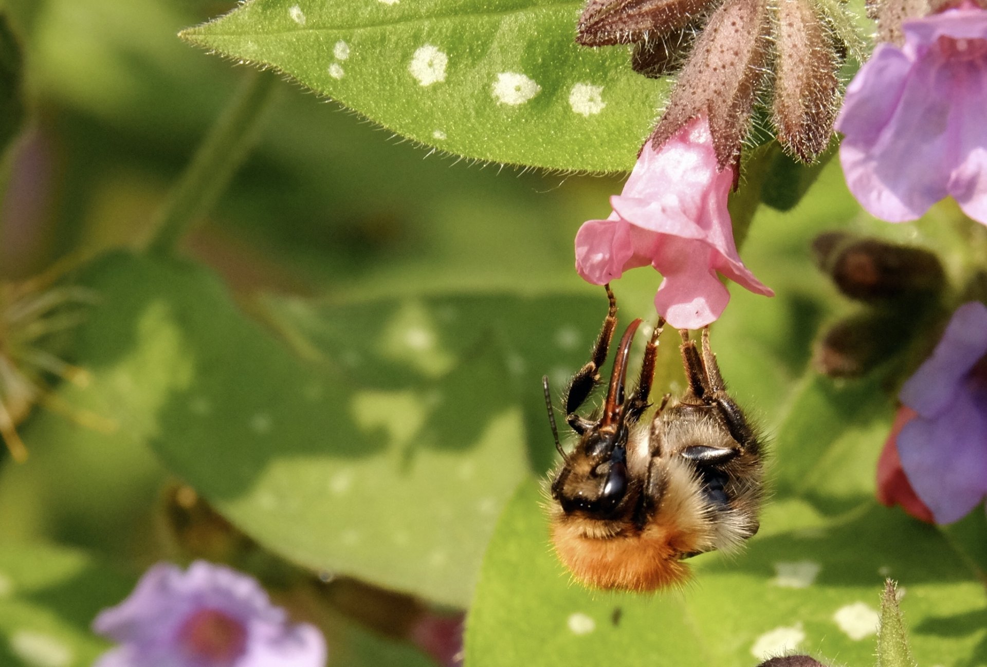 insecte bourdon fleur gros plan