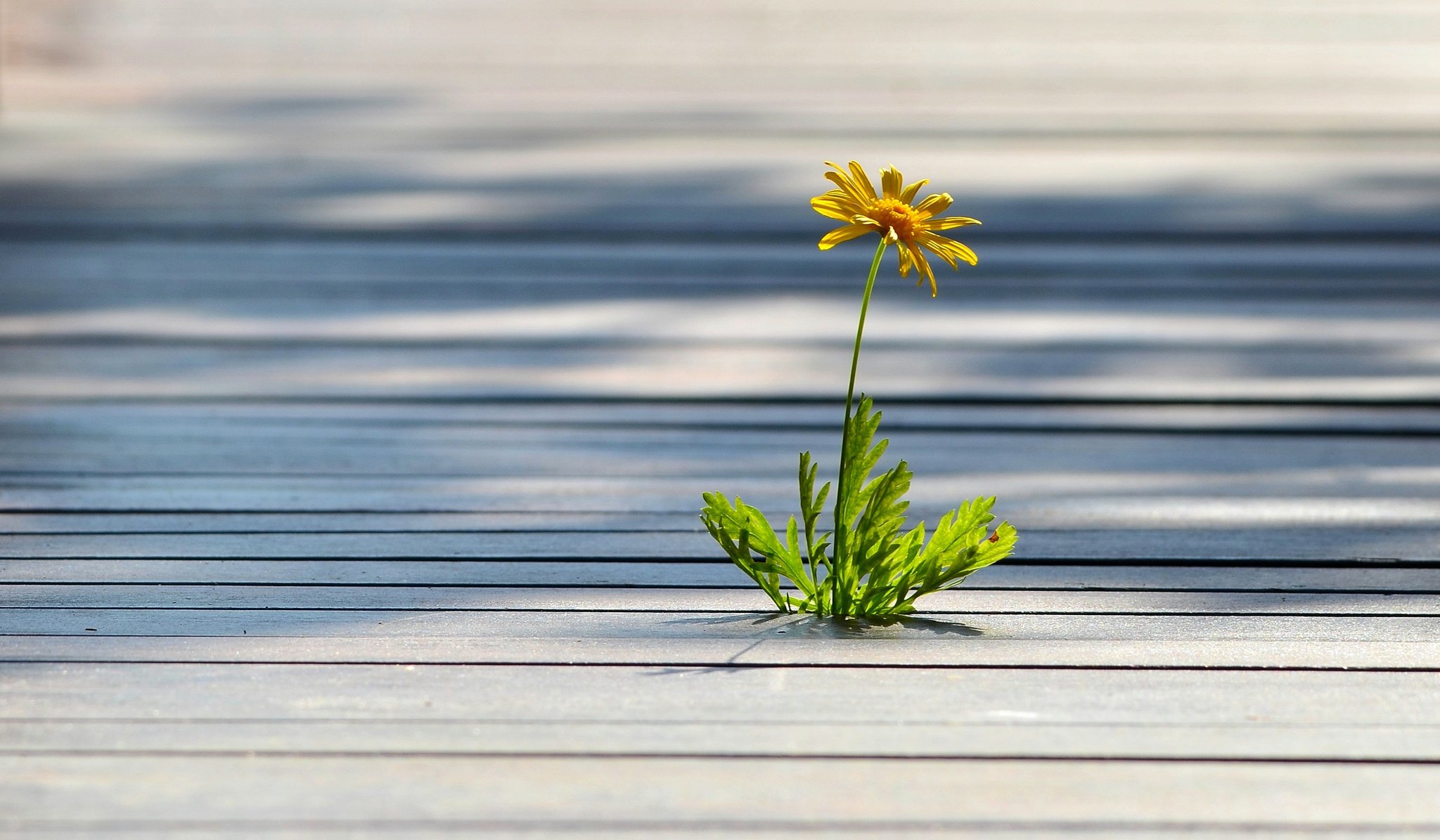 tablas del suelo madera maleza solitario flor amarillo