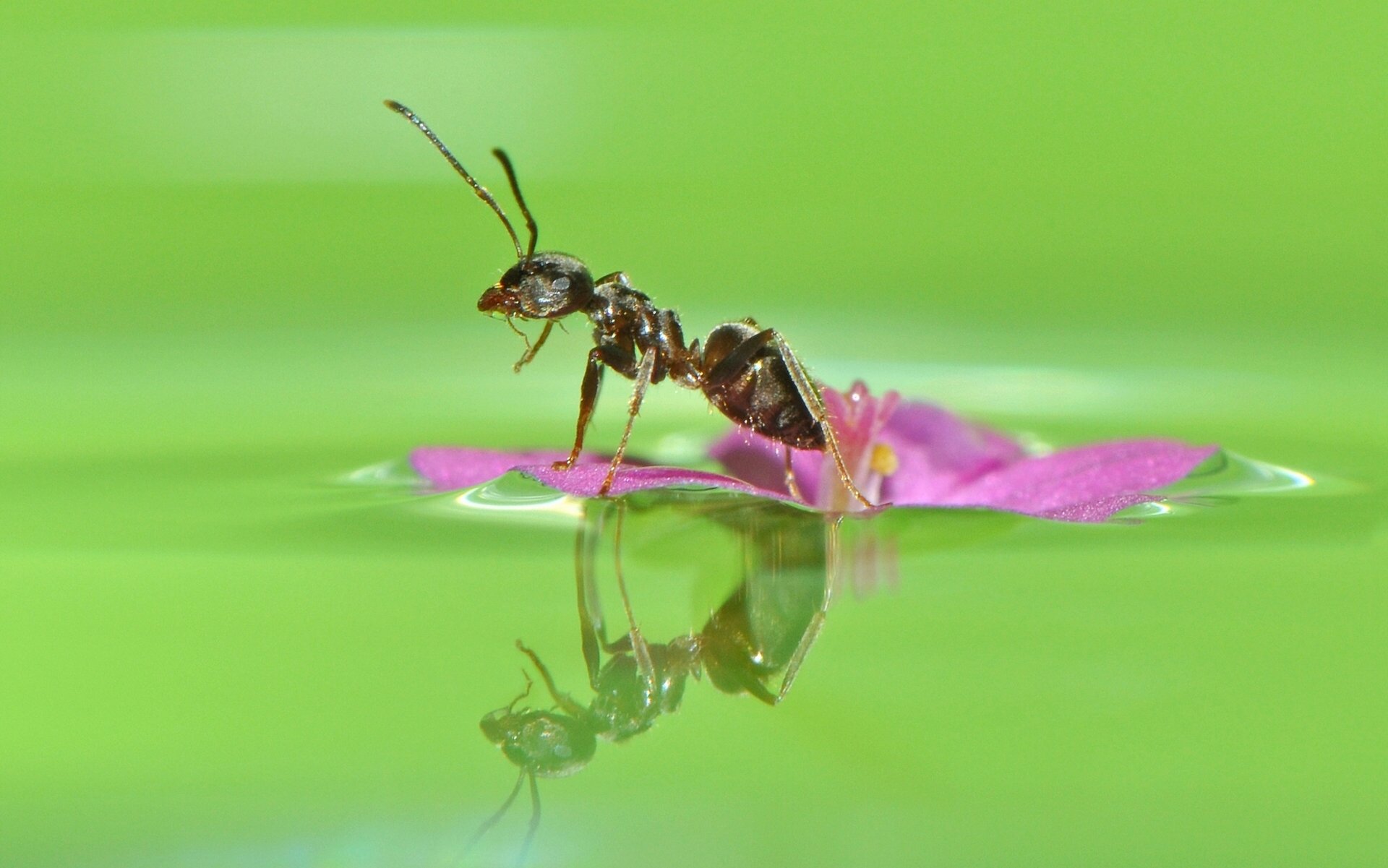 hormiga flor agua reflexión macro