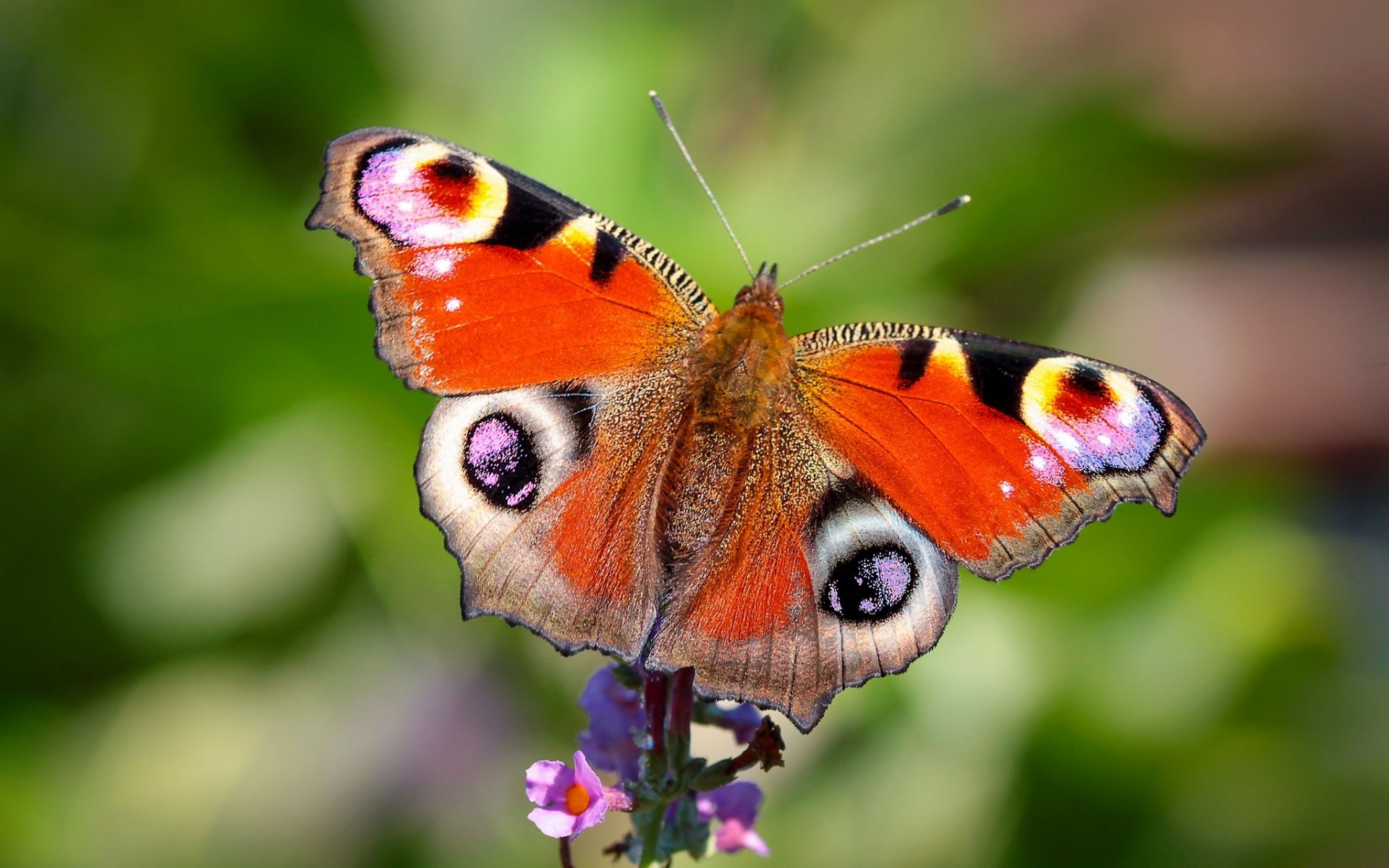 peacock eye butterfly flower close up