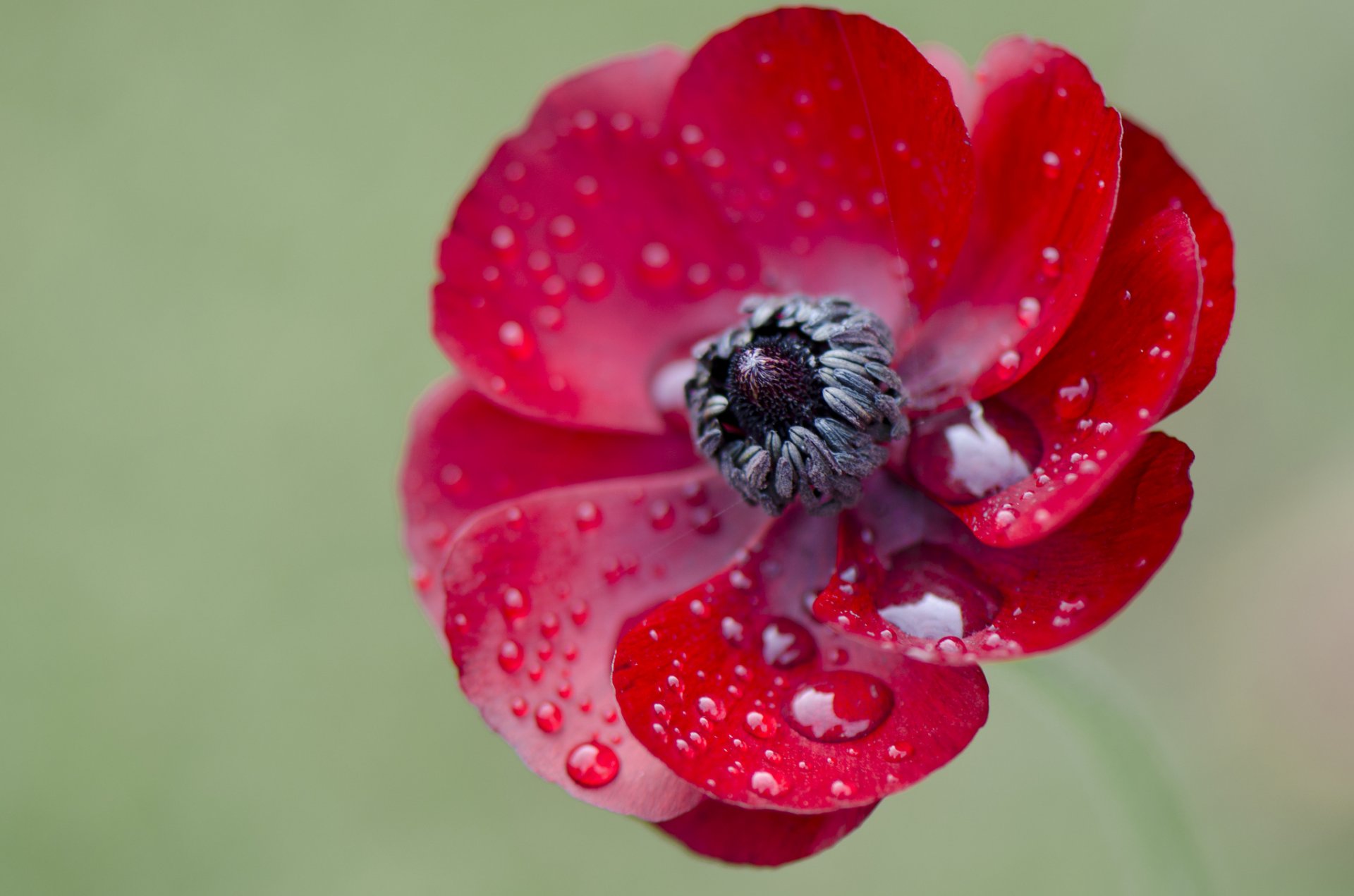 kwiat płatki natura roślina krople rosa woda