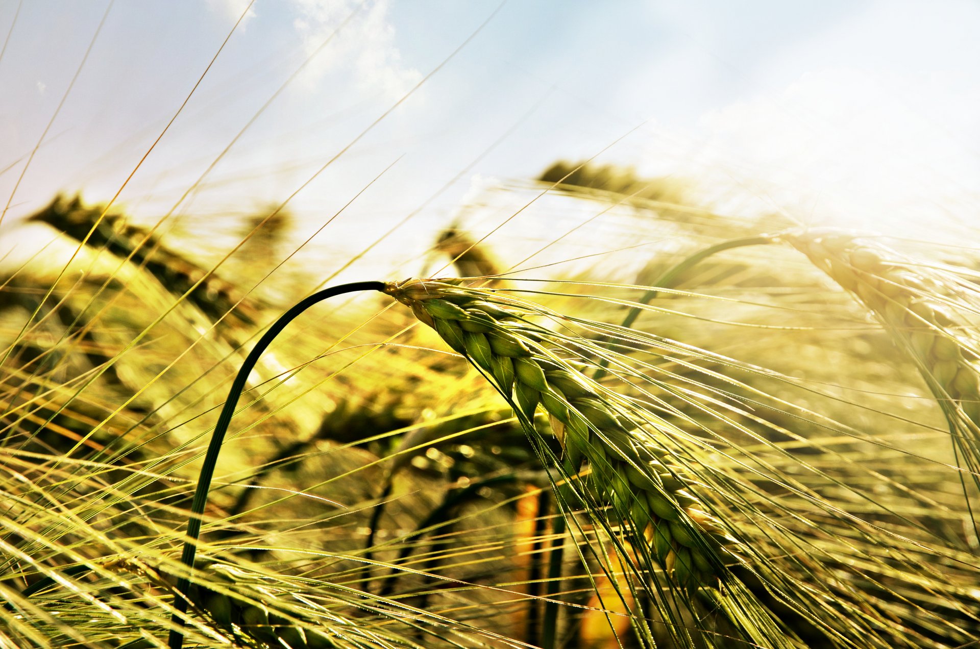 wheat ears the field close up light