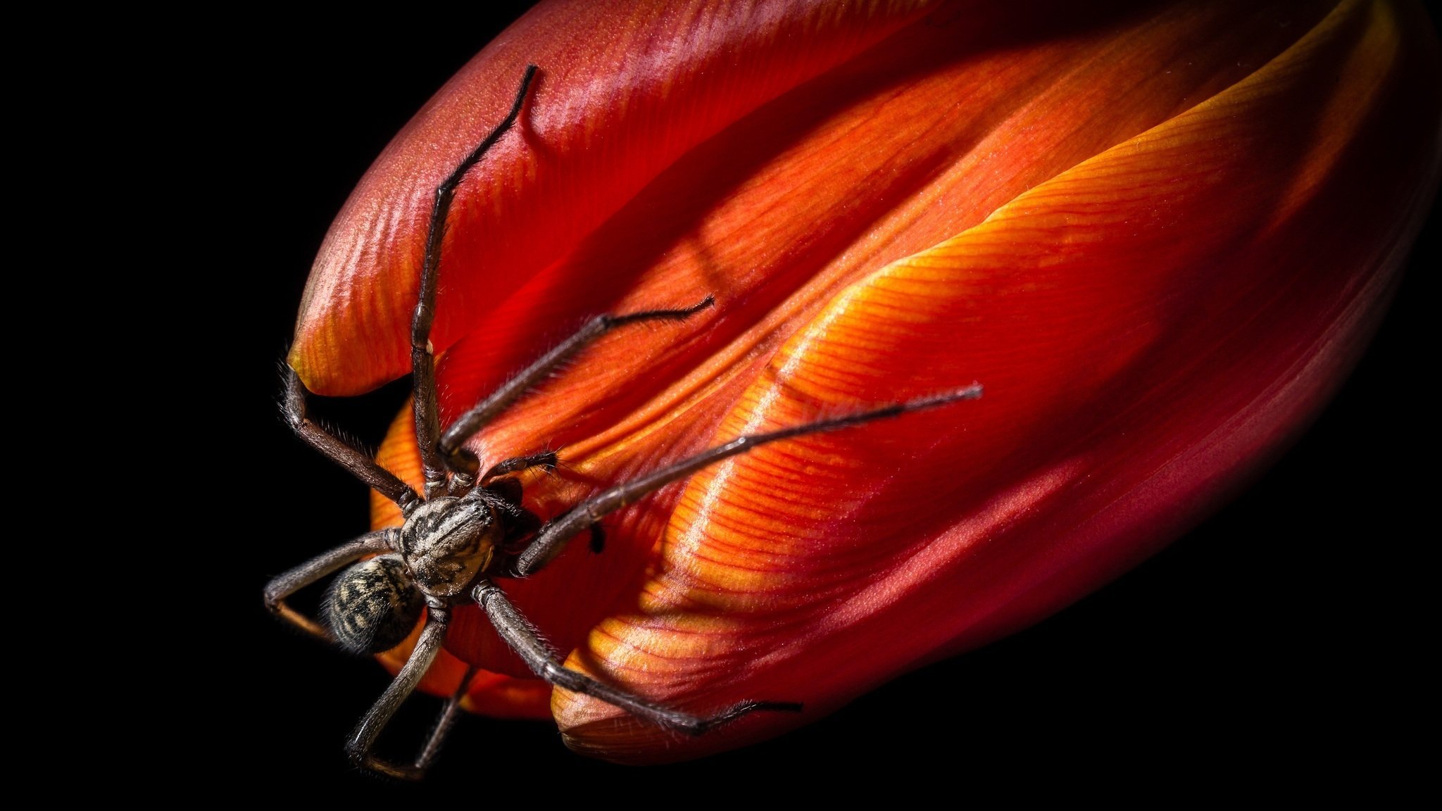 araña flor tulipán pétalos macro fondo oscuro