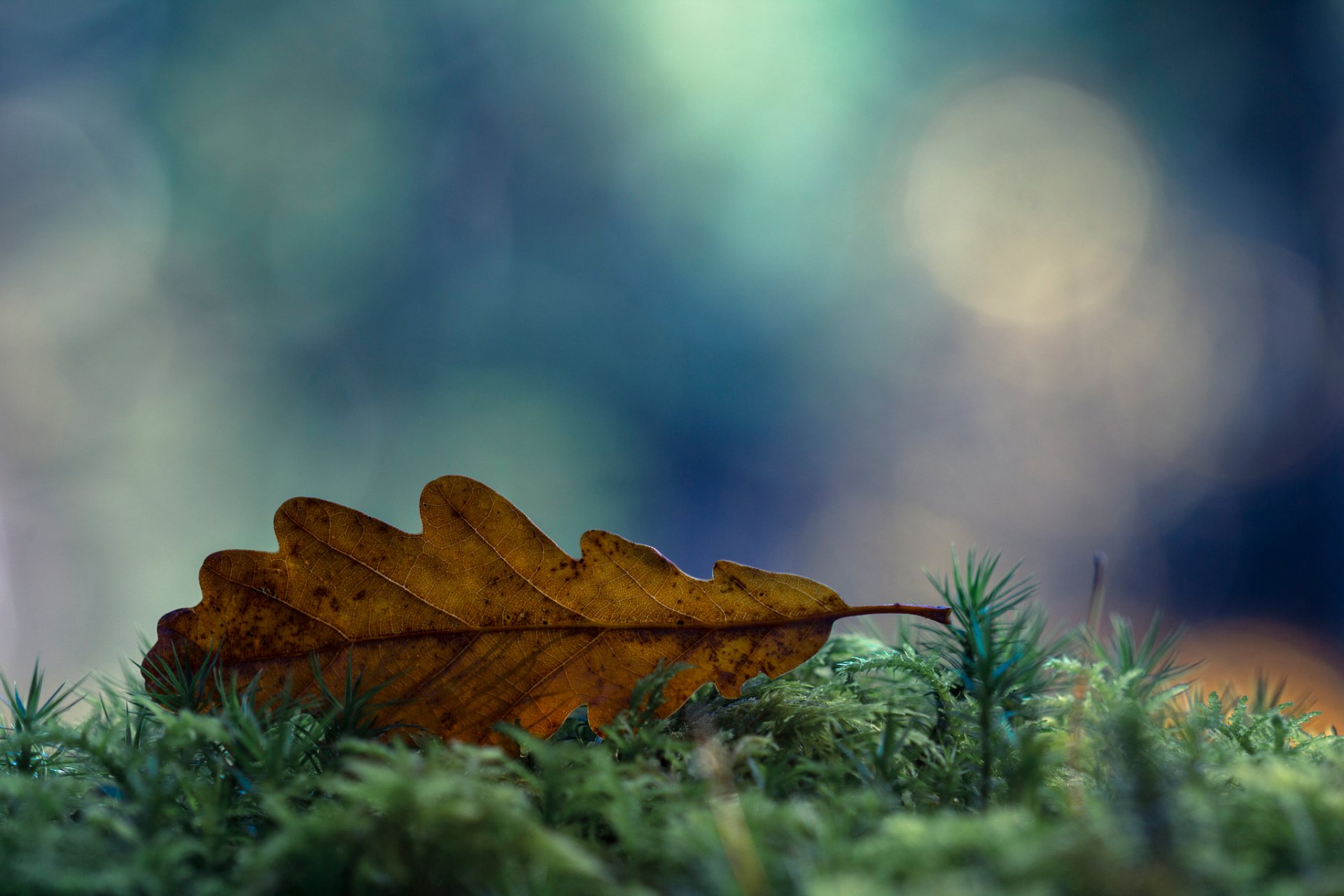 close up autumn november and dry sheet moss bokeh