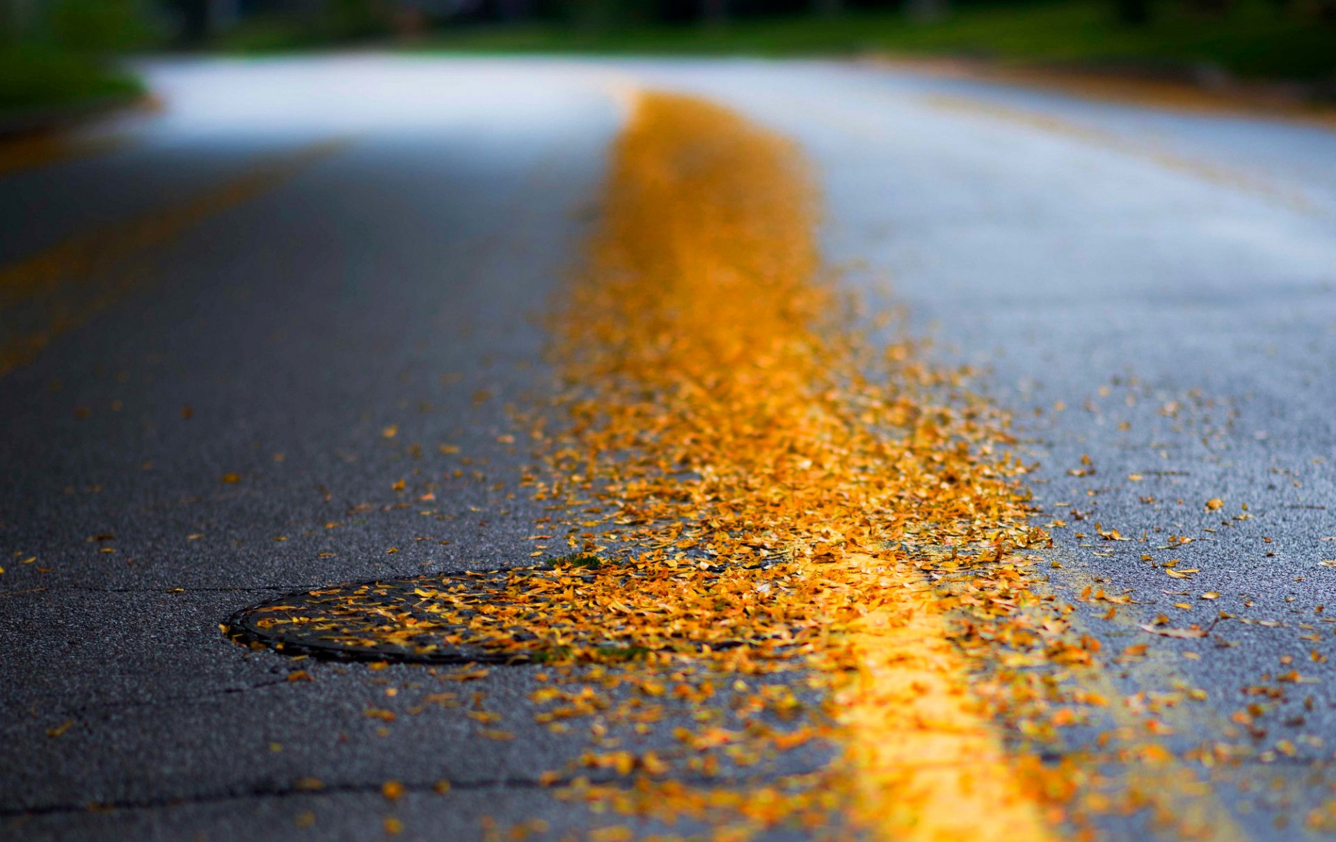 strada asfalto botola foglie giallo autunno