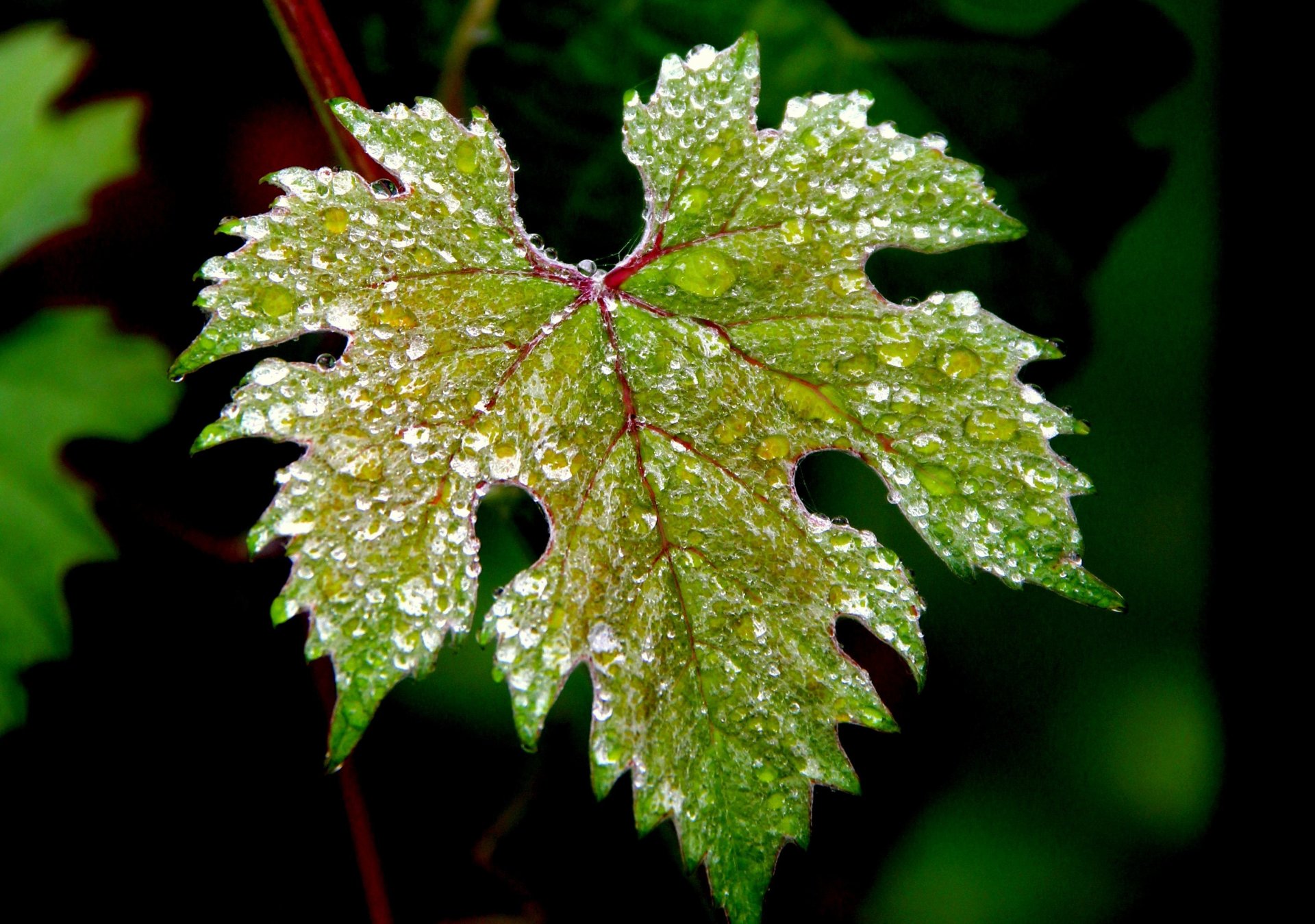 makro makro blatt grün wasser tropfen natur