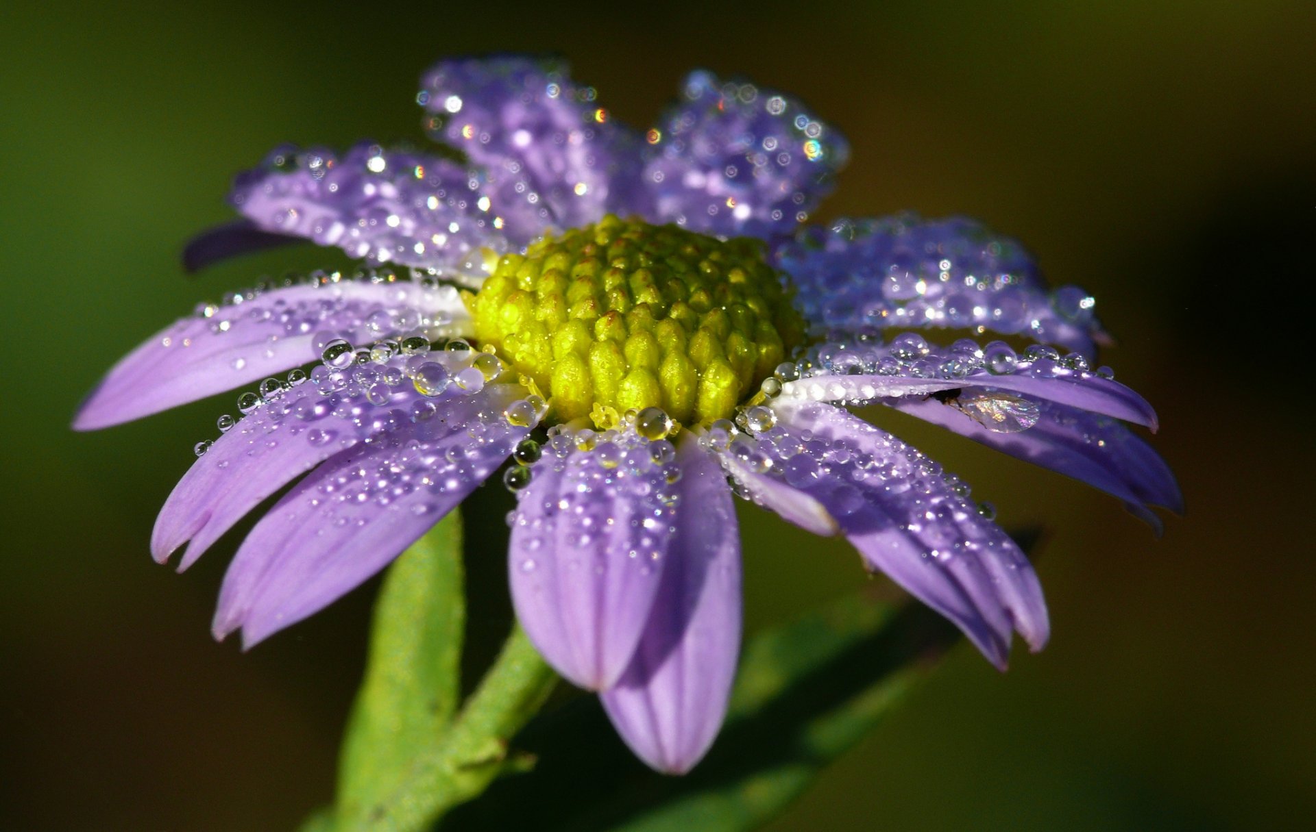 flor lila gotas rocío