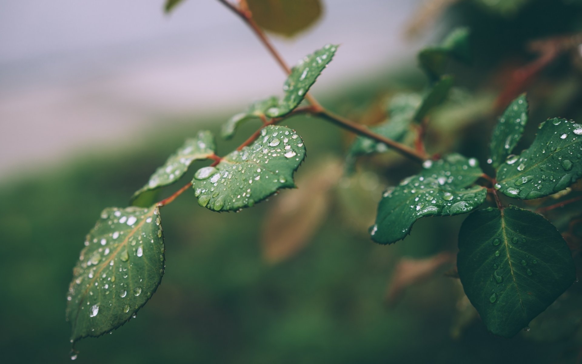 rama hojas gotas macro verde